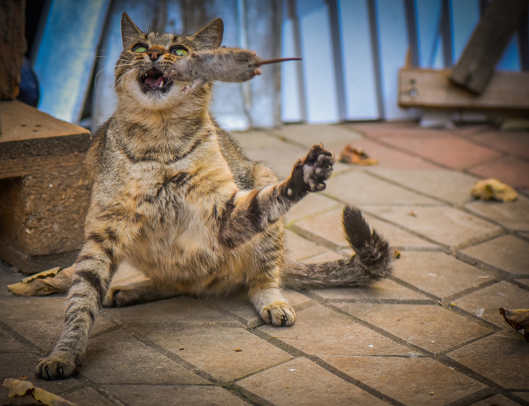write poem about cat raised in cage