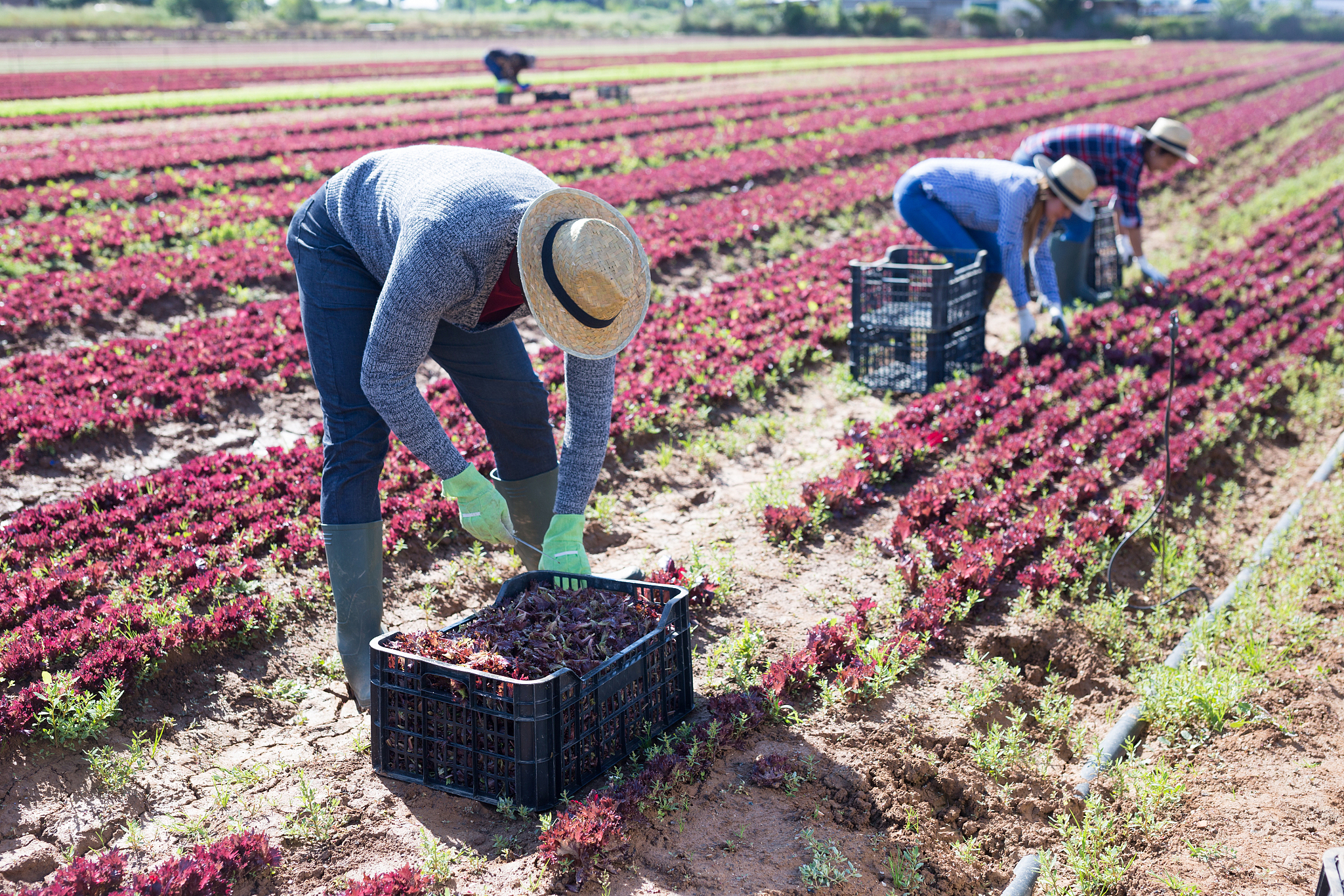 曲靖农业学校五年制大专招生报名火热进行中！
