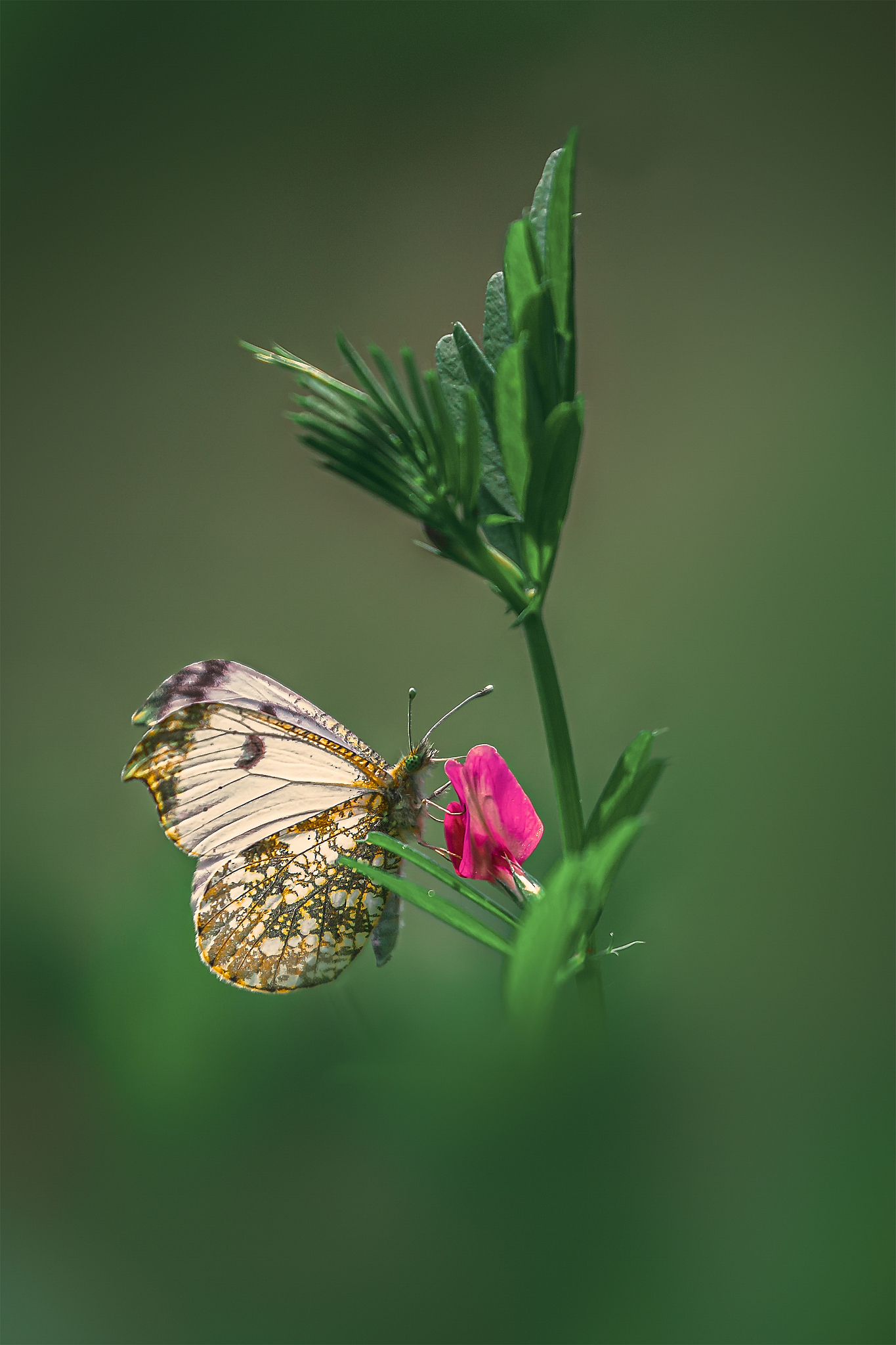 蝴蝶飞到身上预示什么意思