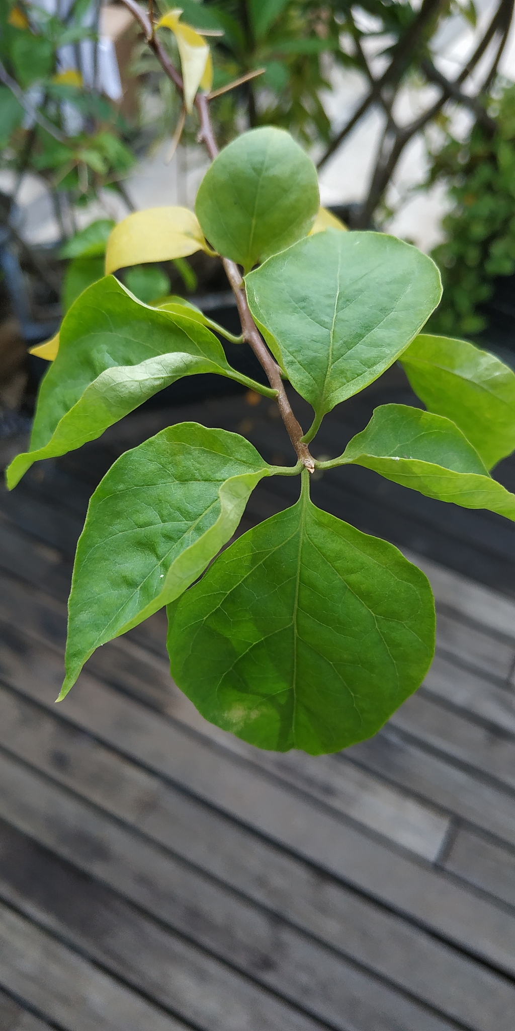 green leaf