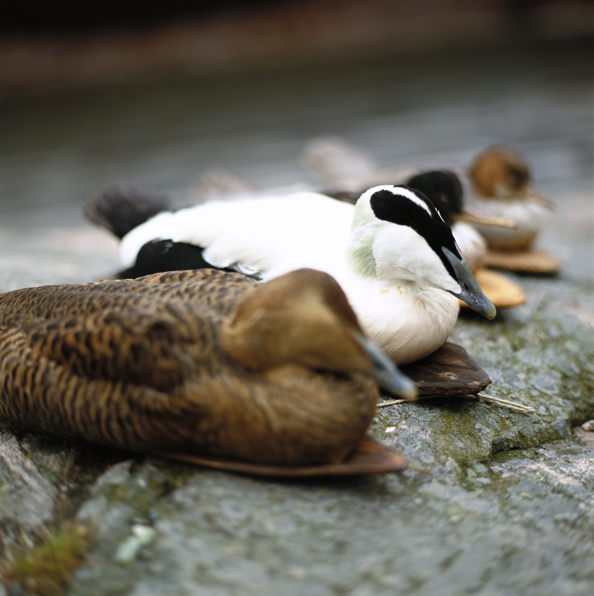 鸭嘴兽：澳大利亚的奇特生物