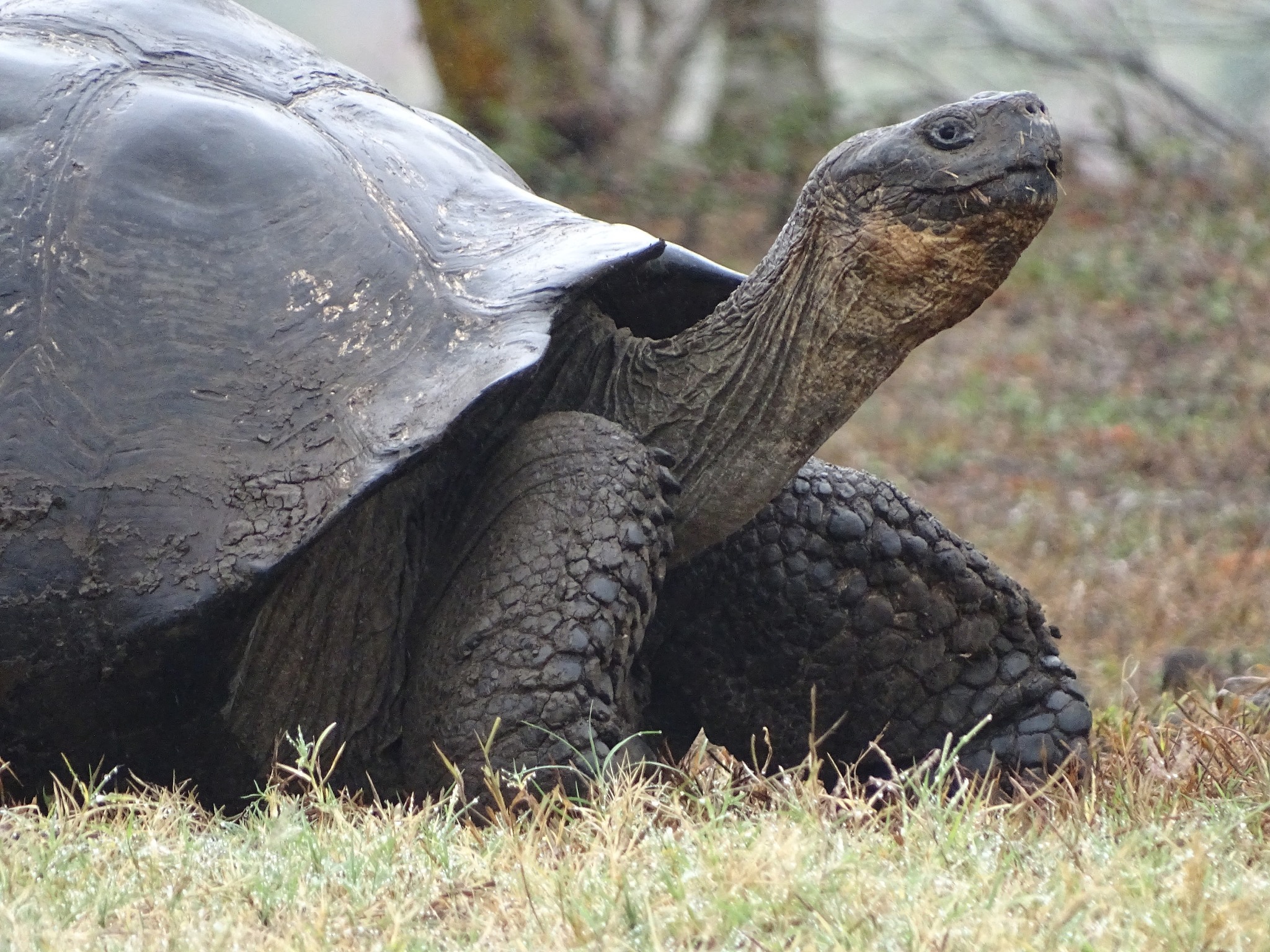 riesenschildkrte auf galapagos