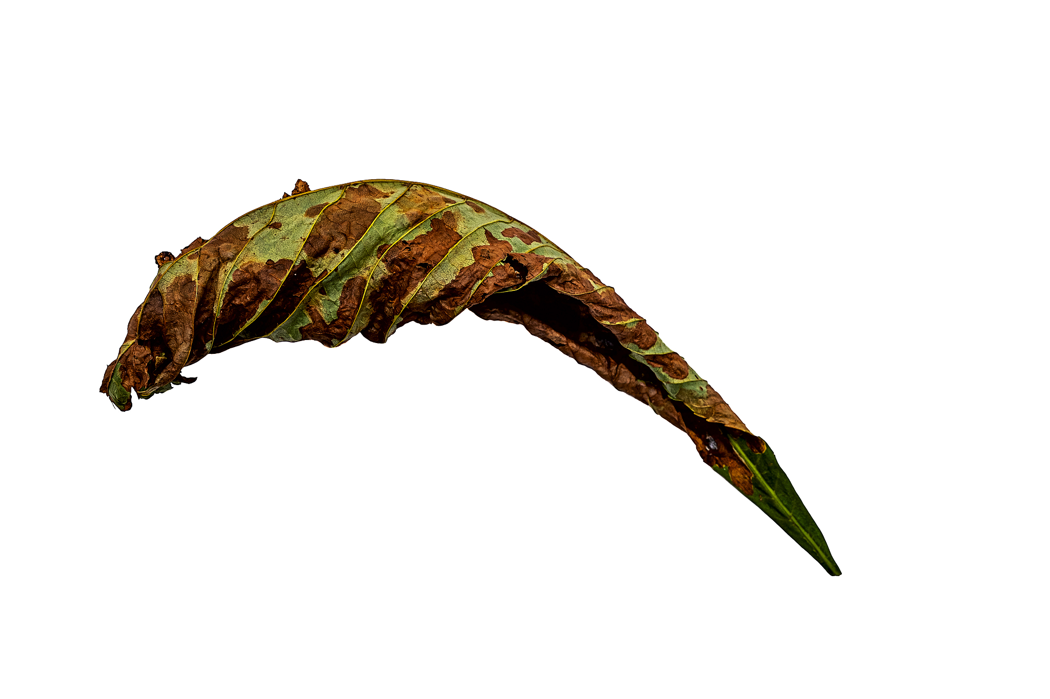 苹果树根部假单胞菌分离及ACC脱氨酶活性富集方法