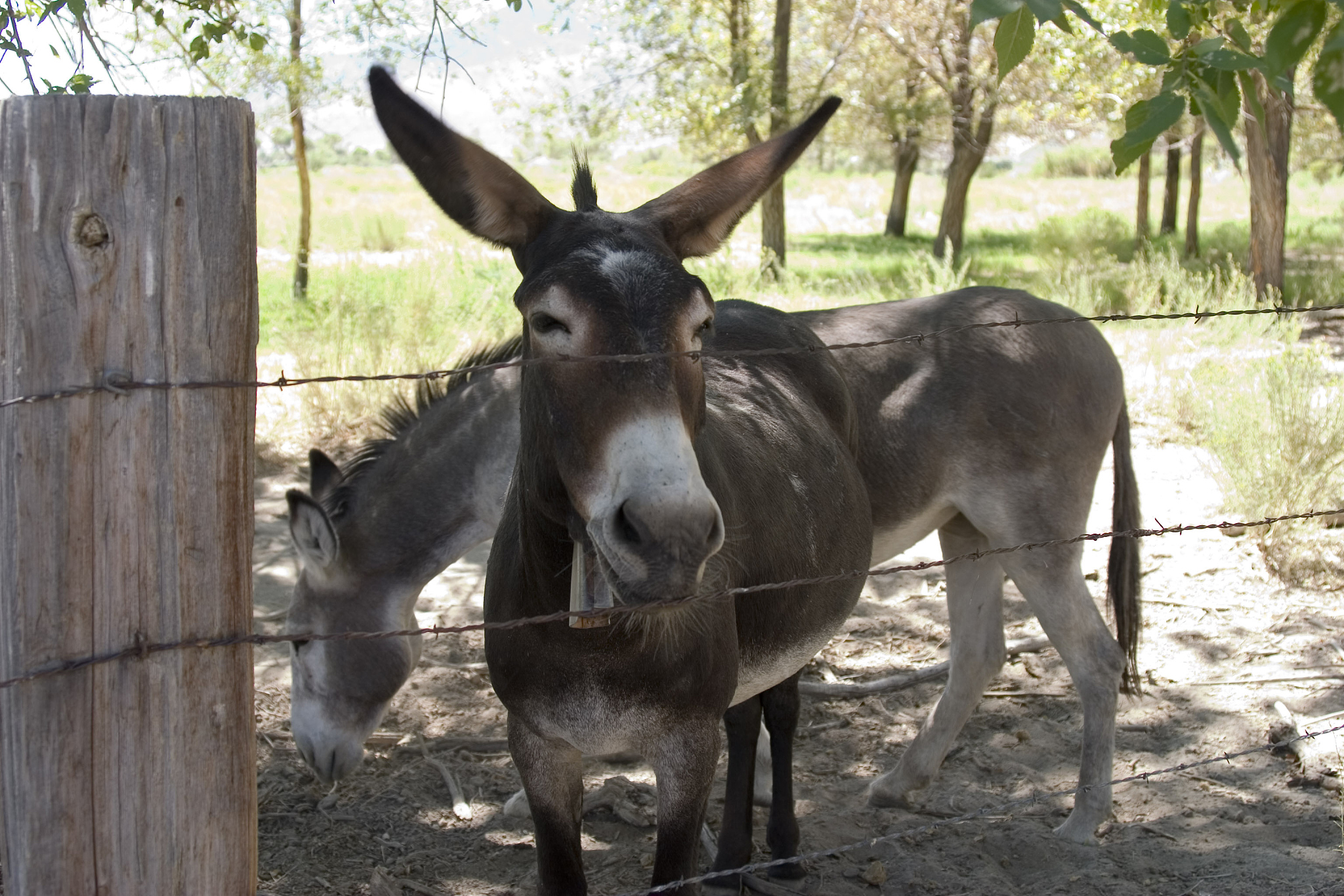 happy donkeys