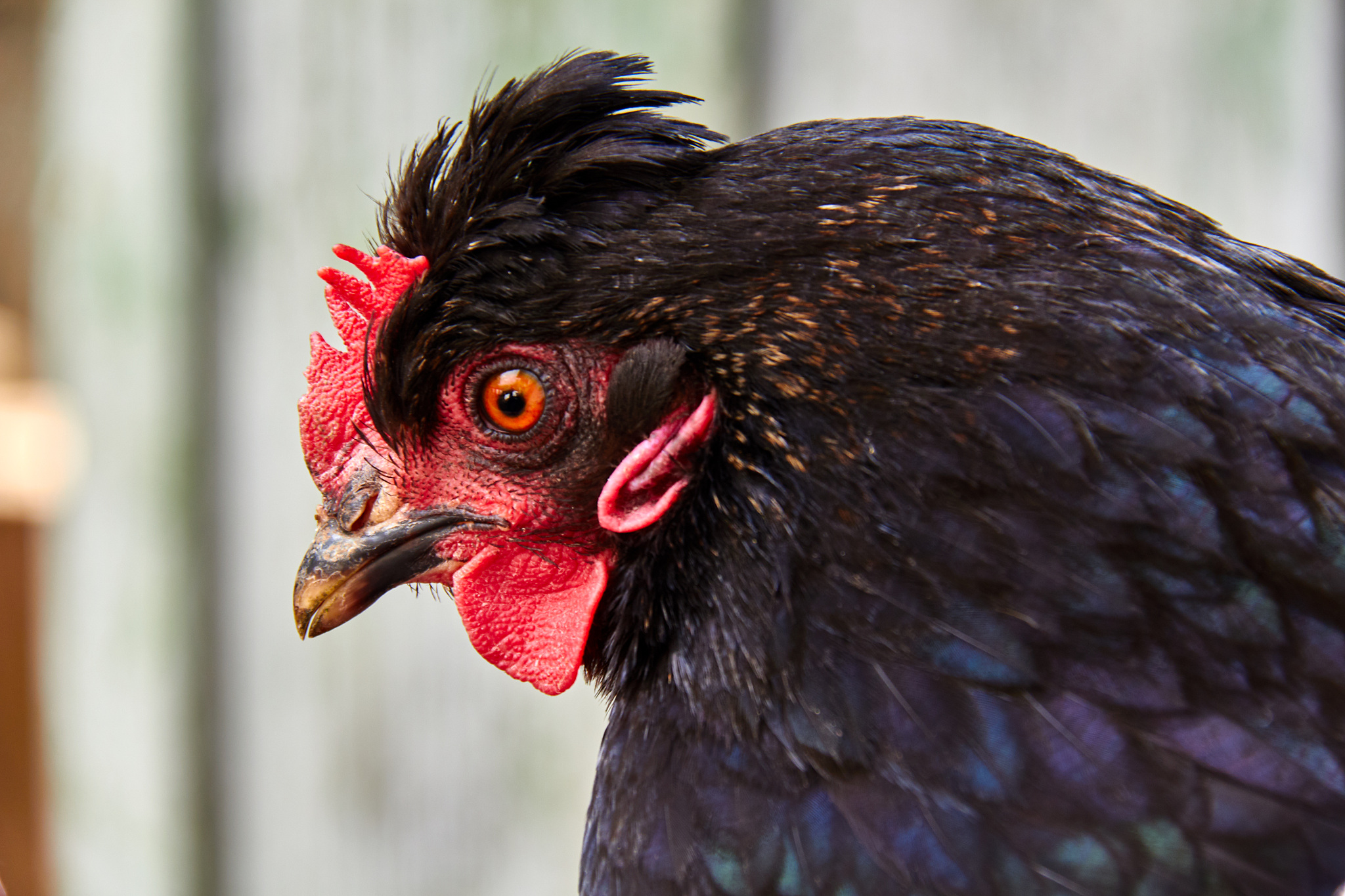 head chicken.