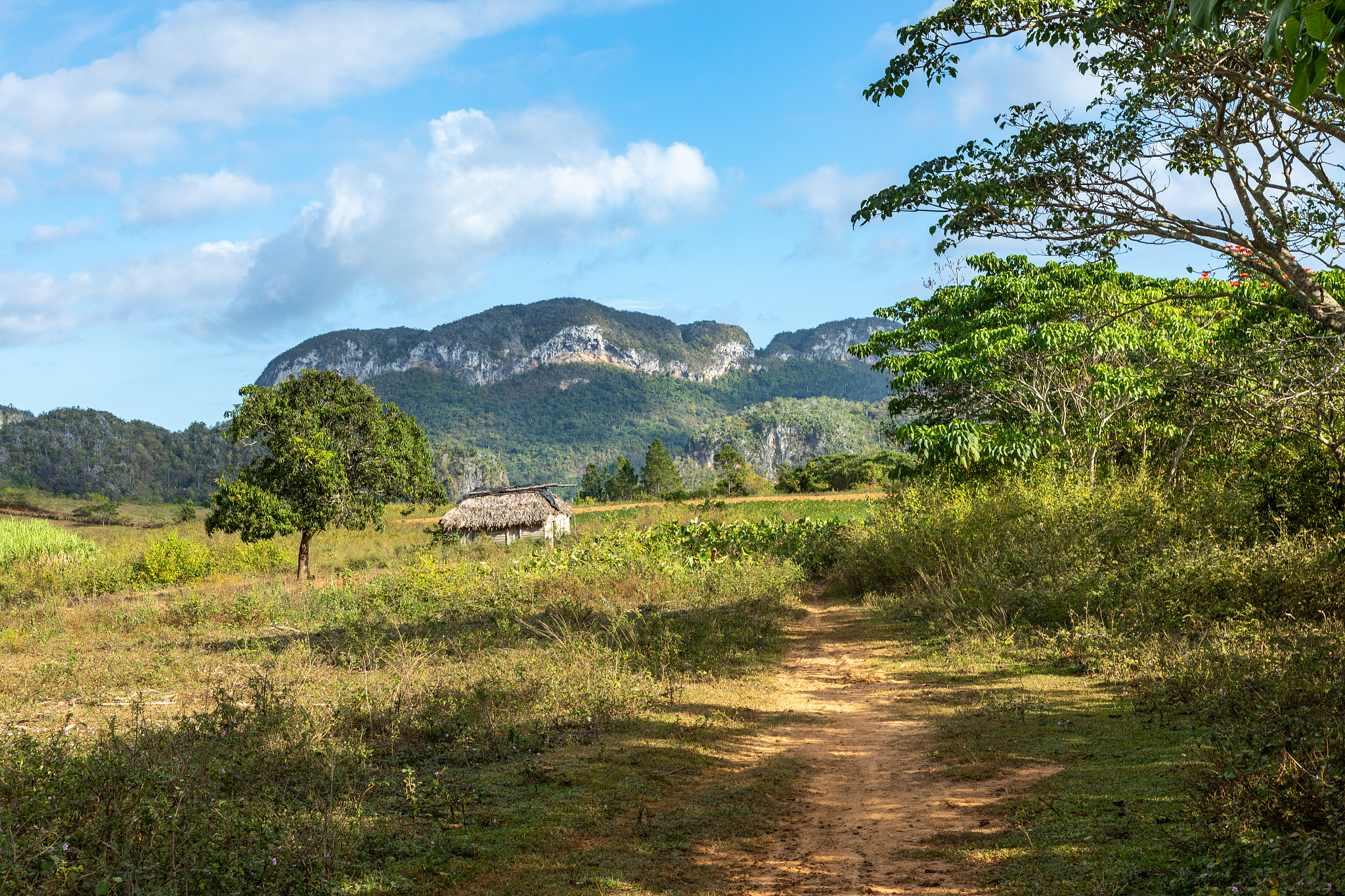 the vinales valley (valle de vinales), popular tourist destinati
