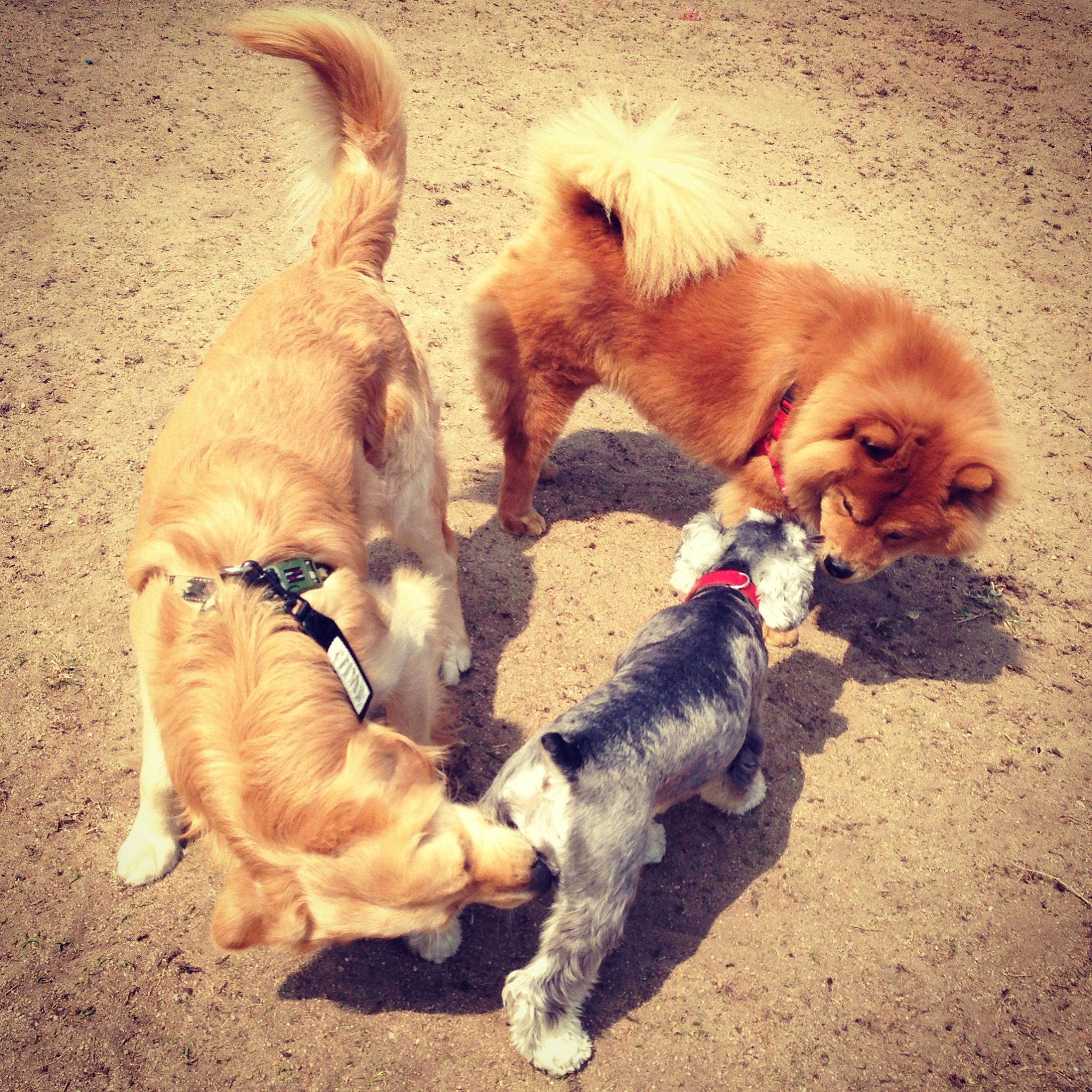 1200字关于宠物撒起娇来是什么样的？