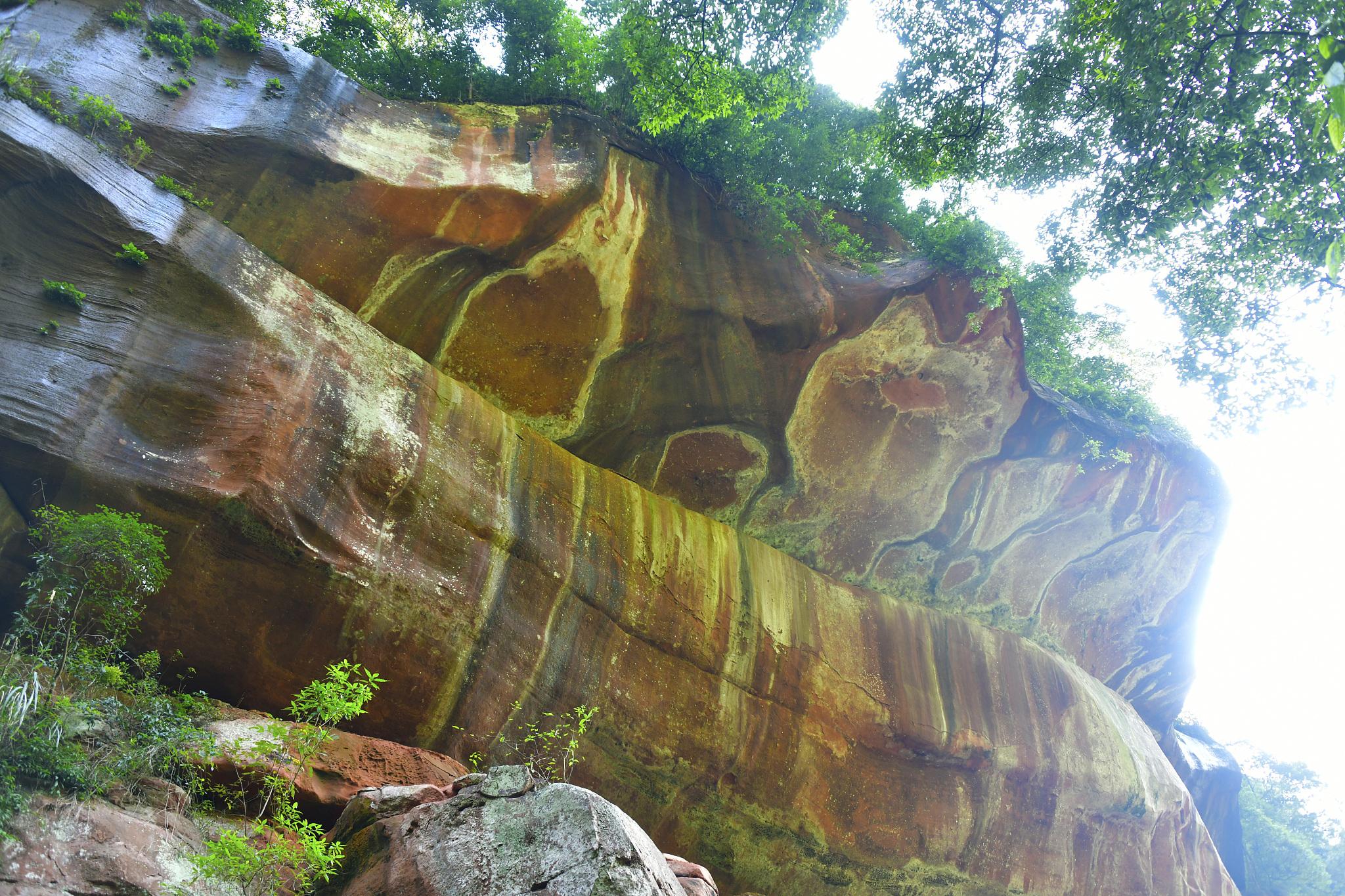 丹霞山世界地质公园野生植物辨认赛事预热报名推文1000字