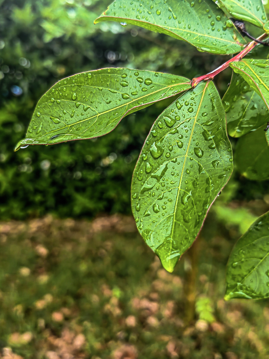 雨天心情：享受不同气息，雨天的好处有哪些？