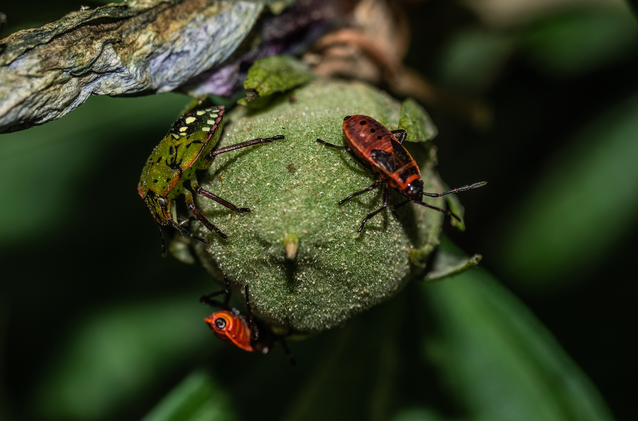close-up of insect on leaf
