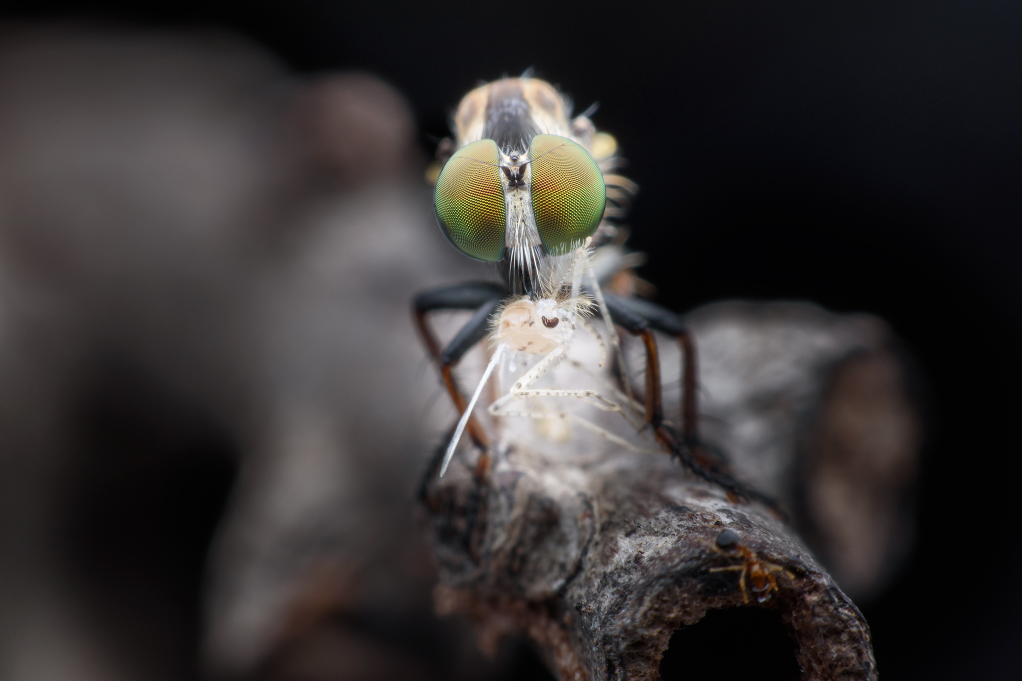 close up robber fly eating fly