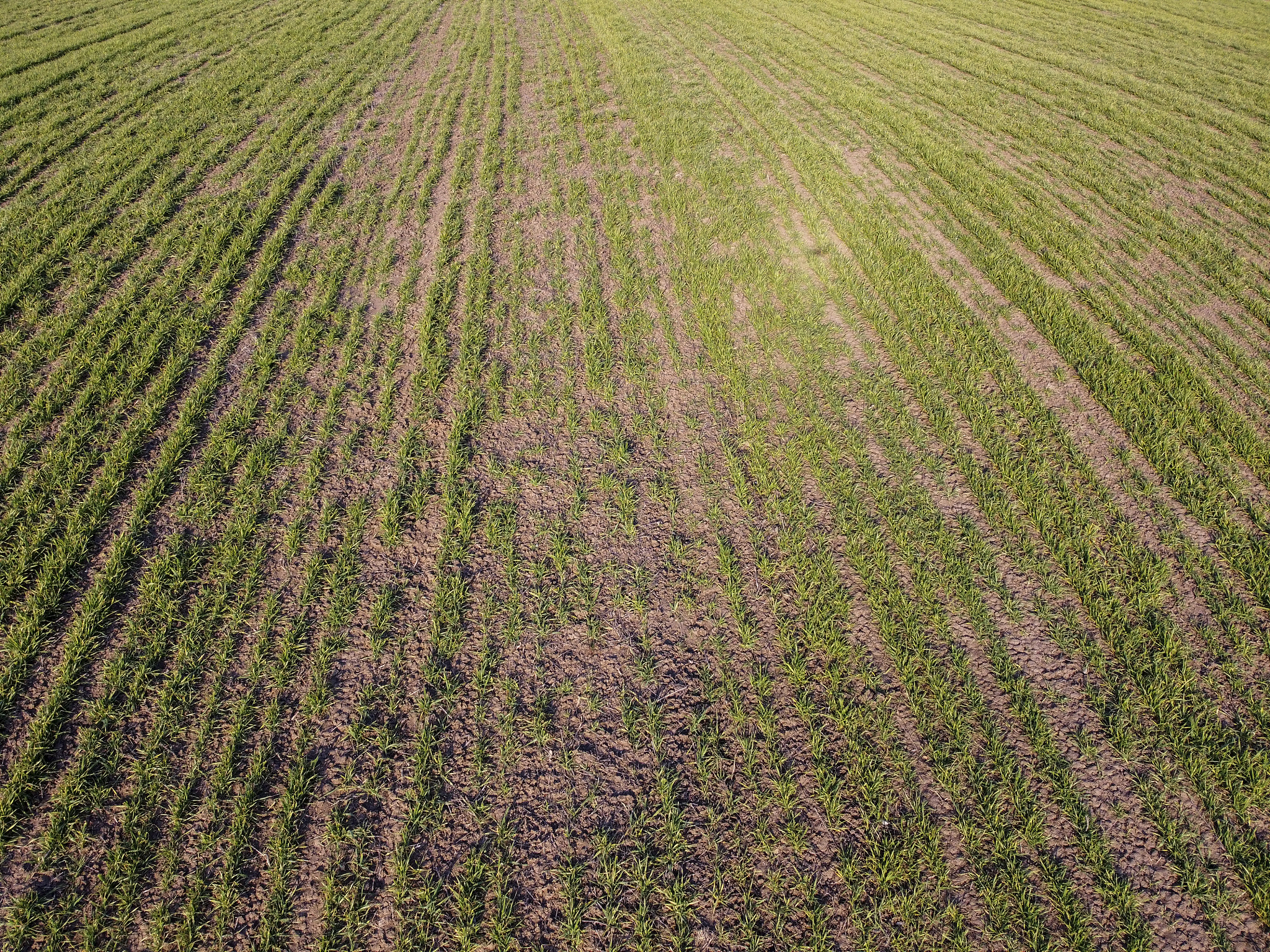 在中国黄淮冬小麦种植区110°E-118°E和34°N-36°NFeng等1999年在该地区的risk of spring frost 一直在持续增加自20世纪70年代以Zhong等2007b。此外在中国东部春霜事件在淮河以北的地区也频繁发生31°N-36°N。根据站点统计数据表明1961年至2000年间每个十年由单次春霜引起的小麦产量变化在-2087至343之间Li等2015a改写这段话