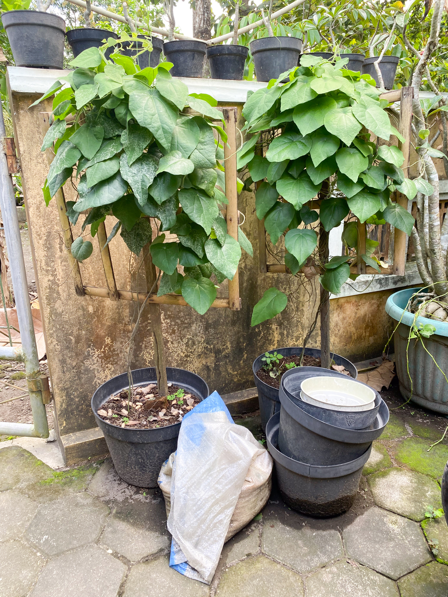 以【千万别种蒜香藤蒜香藤可以扦插吗】写一篇300-2000字的文章