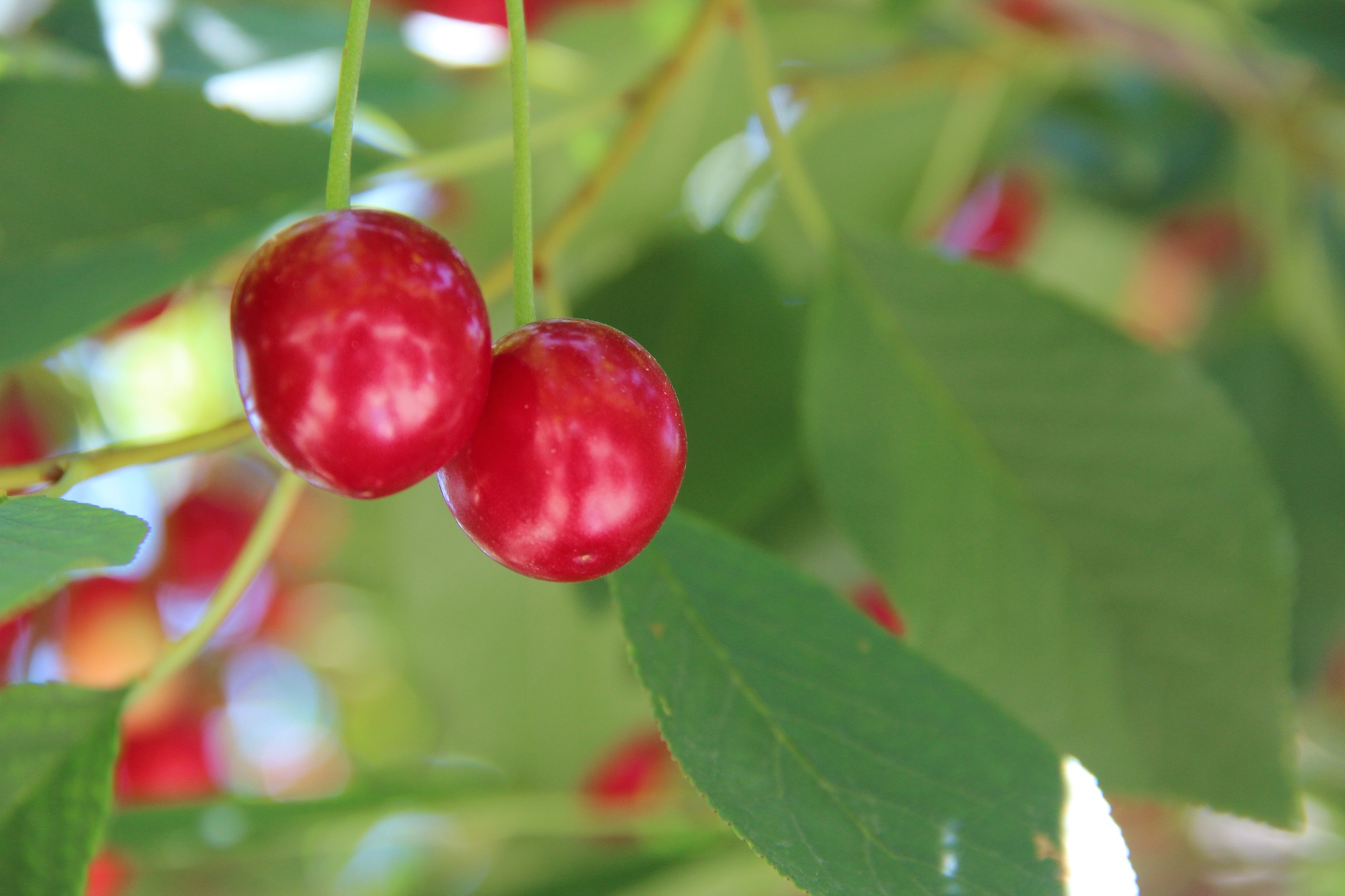 fruit trees