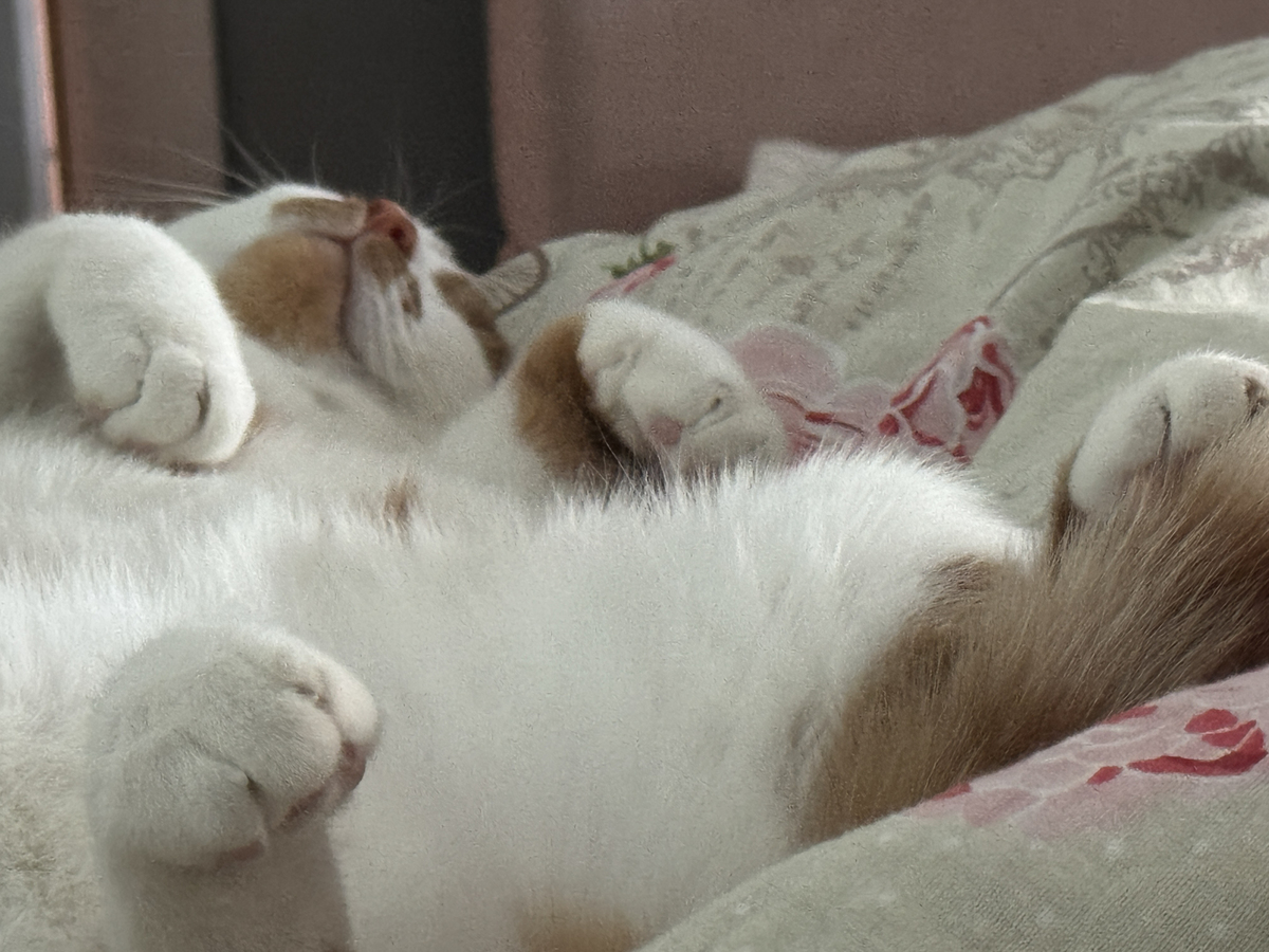 喵帕斯~ 探索猫咪世界的奇妙