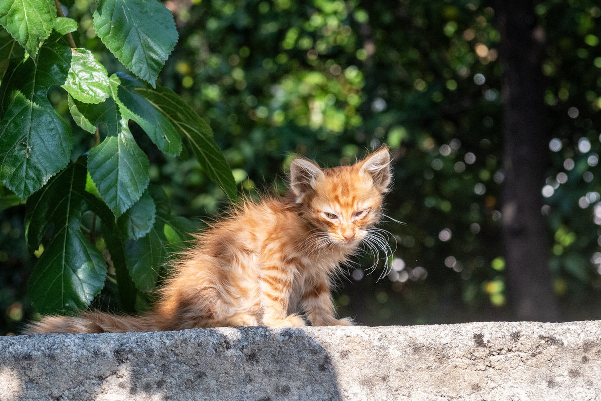 活泼的小橘猫：一只橘猫的奇妙花园生活