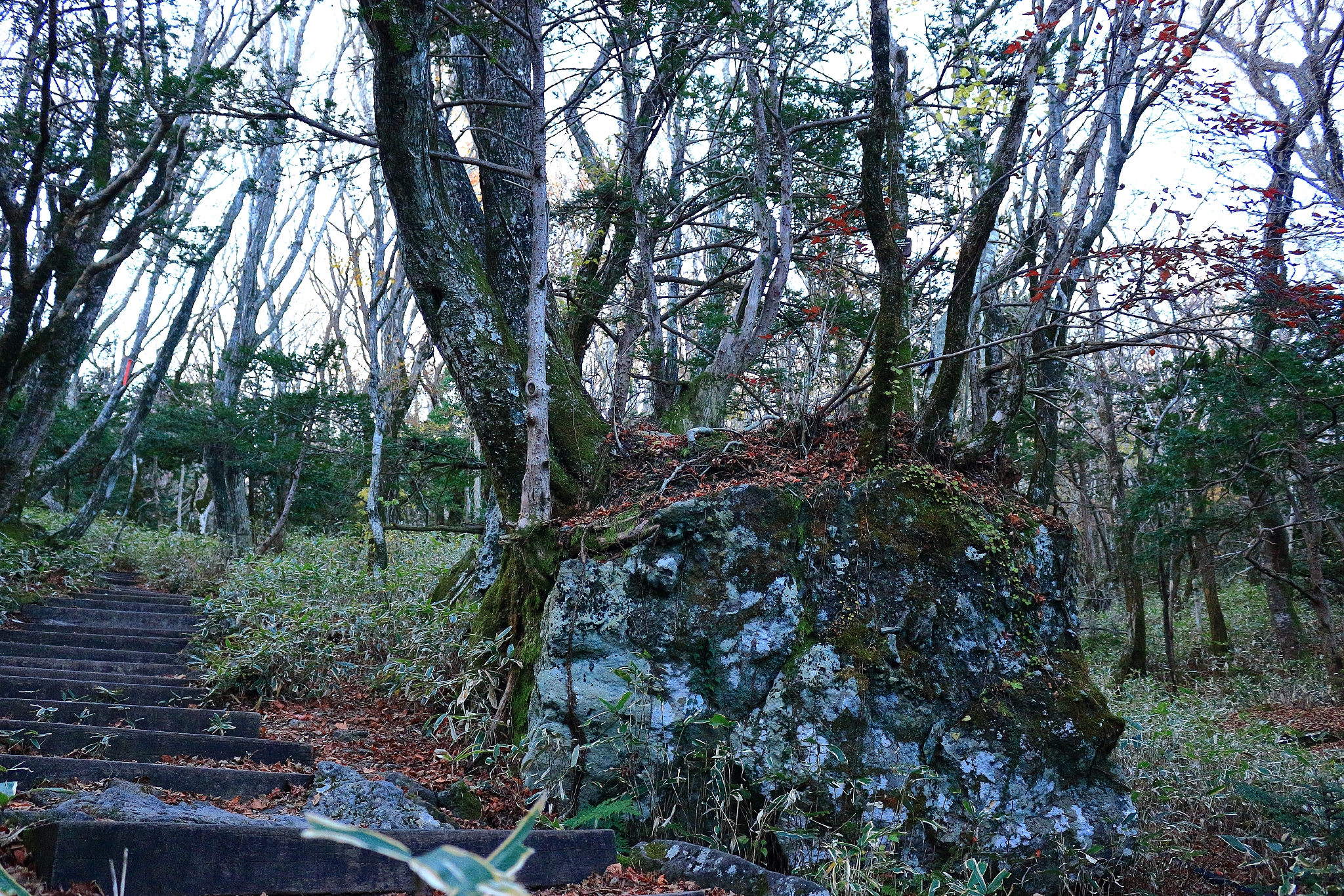 fish, mountain, hallasan, ecology,