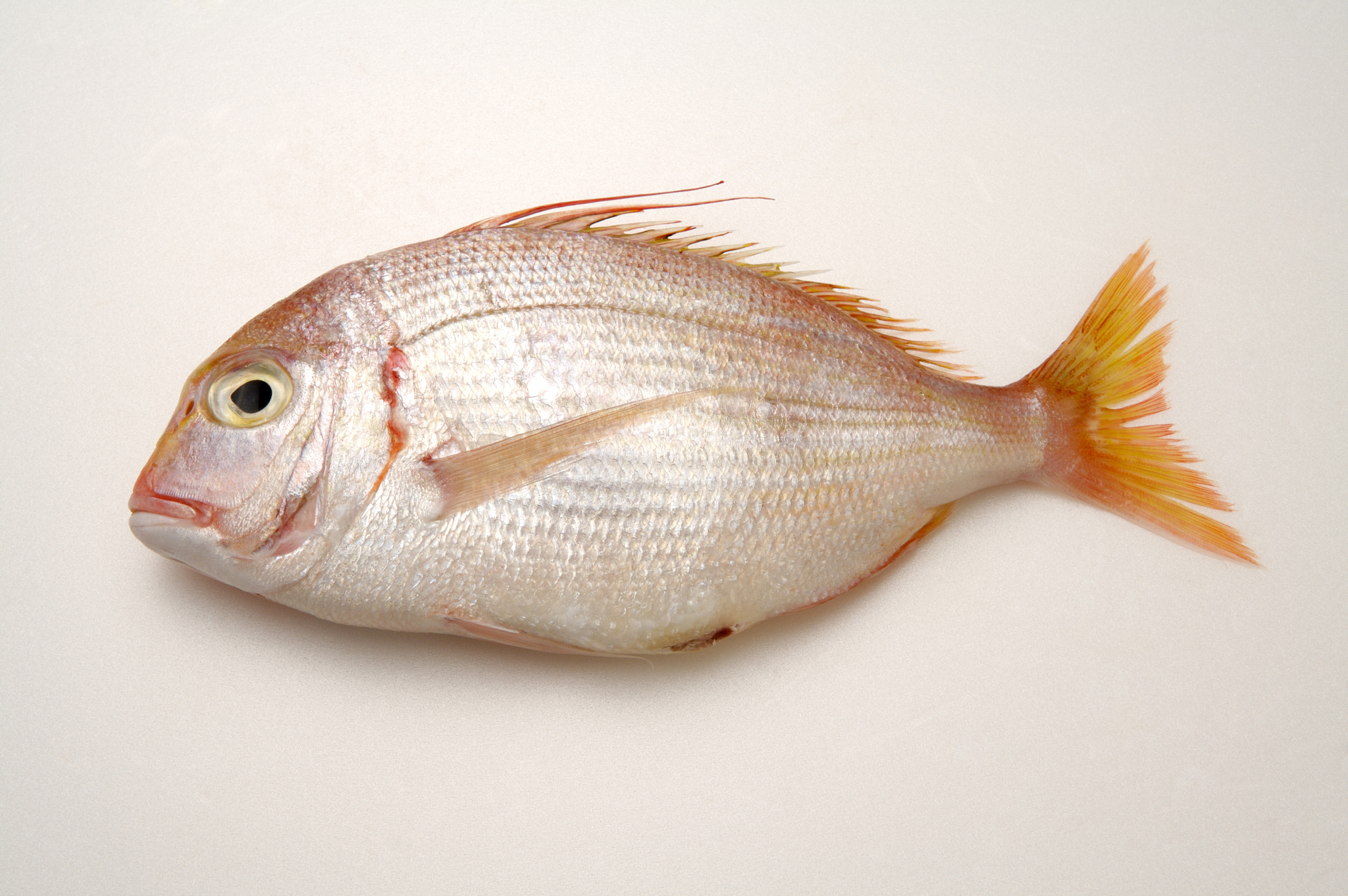 如何对自建食堂的建设、使用、服务、品质进行多维度考察及评比请给我一份细纲对每项给出具体分数所有分数相加为100分并且给出评分标准