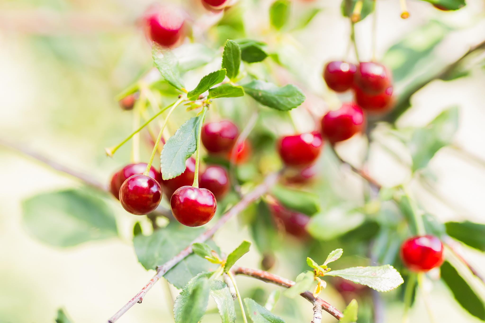 red cherries on cherry tree in orchard for picking