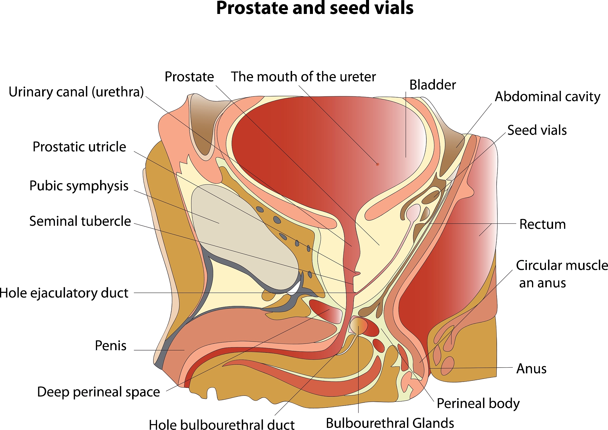 前立腺がん、男性で2番目に多いがん - WHO | 肥満との関連性はまだ不明