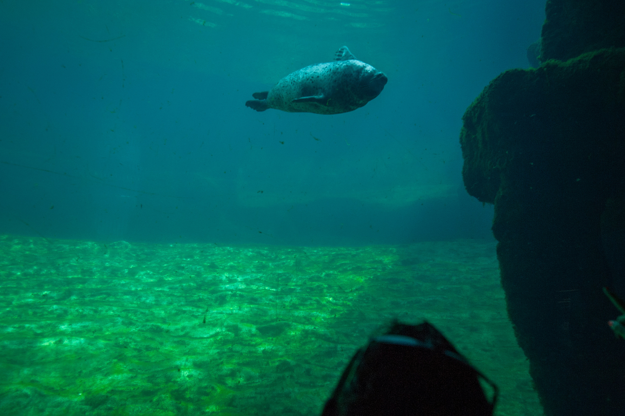 fish swimming underwater