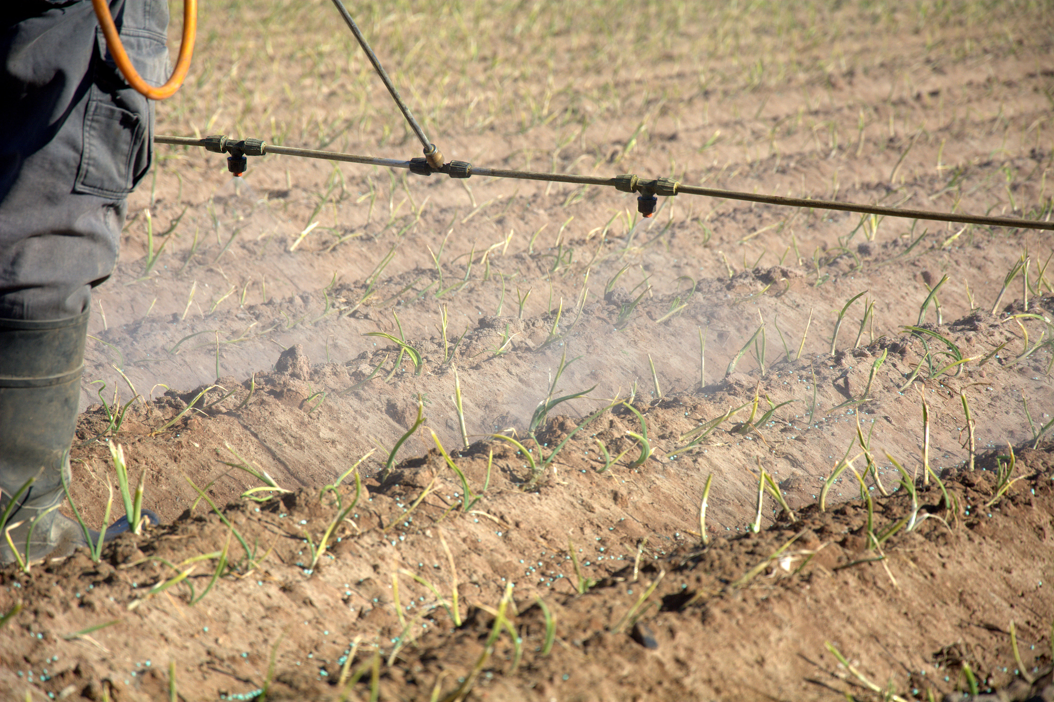 不同轮作模式对棉花根系生长及生理活性的影响