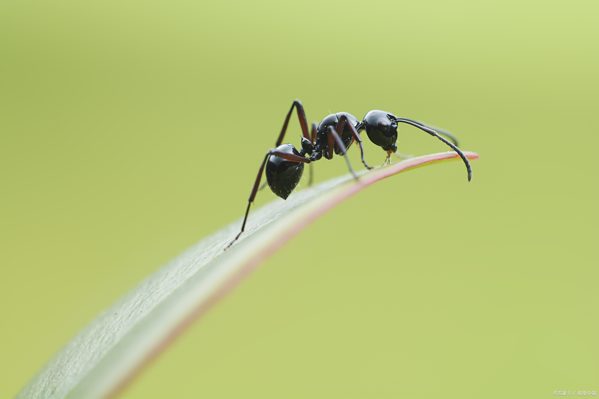 抬食物的蚂蚁图片素材-编号26336655-图行天下