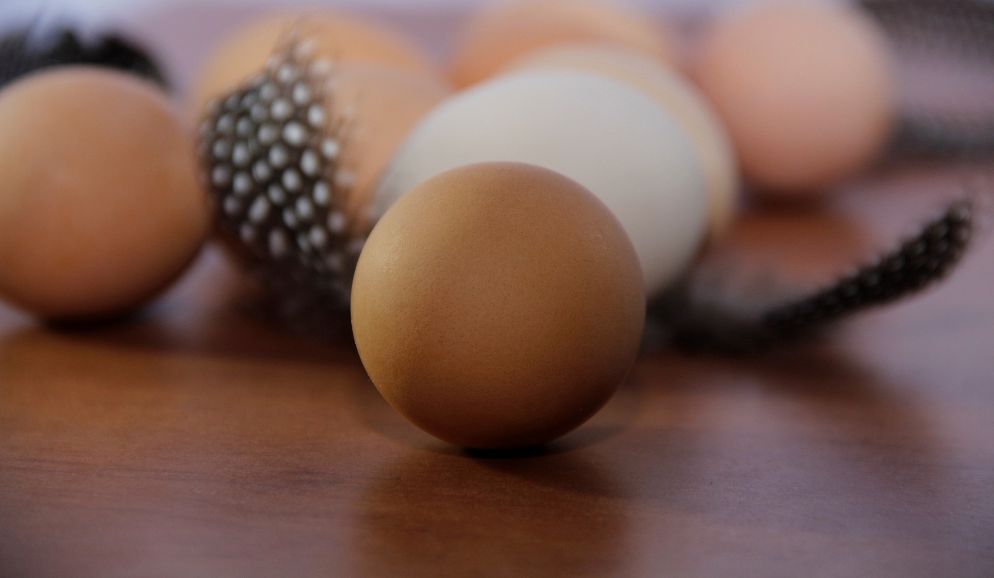 chicken eggs