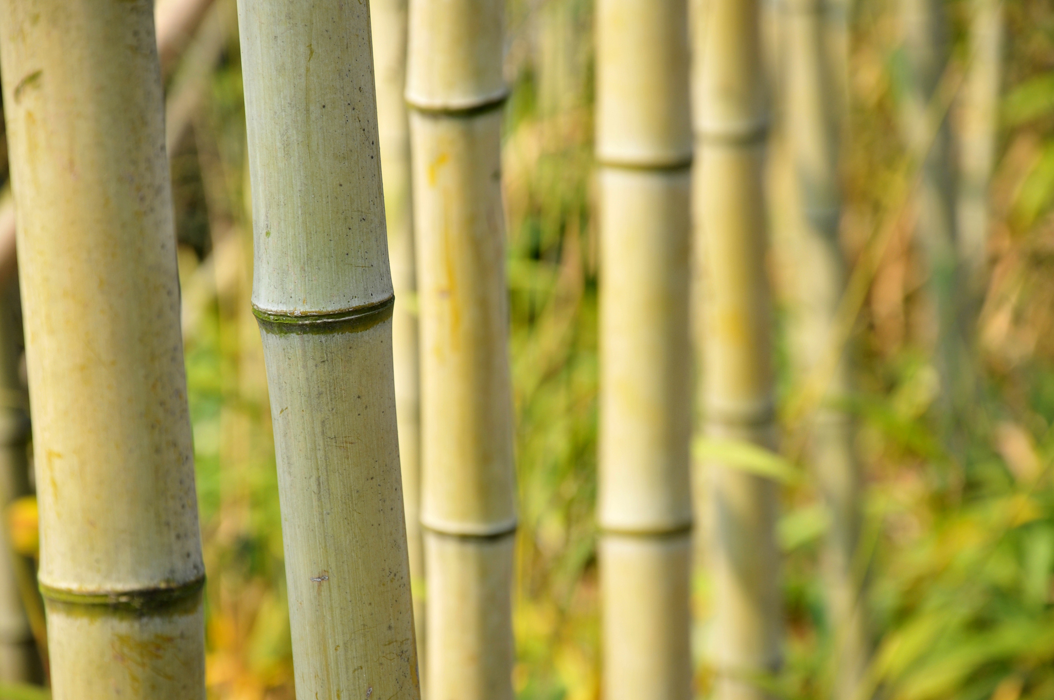bamboo tree