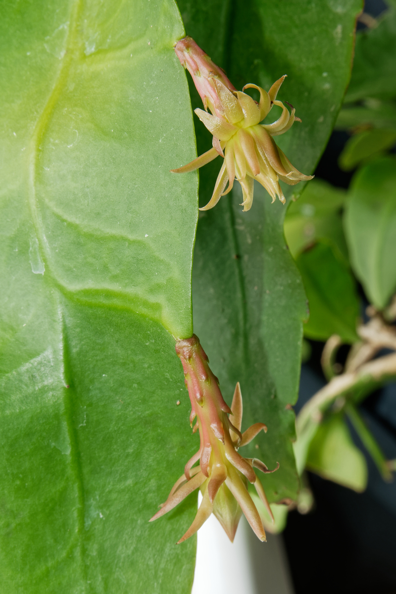 扶桑花苞掉落原因解析：病害、环境、营养、时间