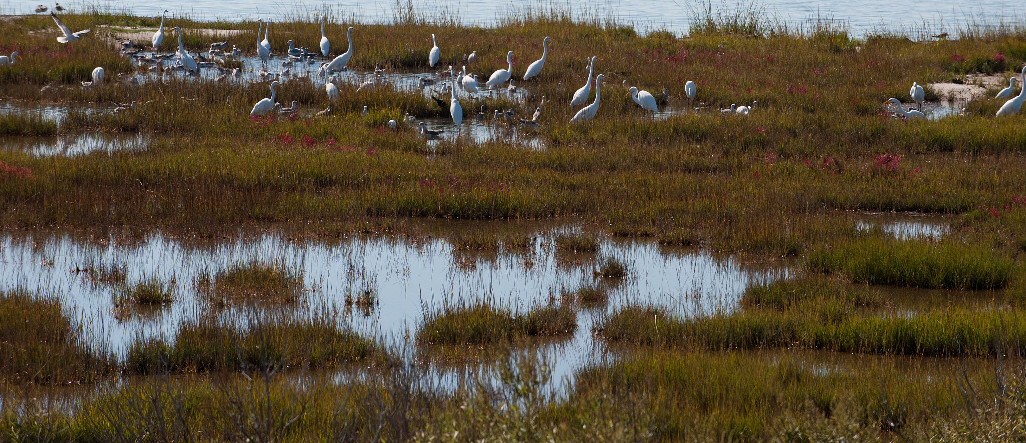 崇明东滩鸟类惊飞距离研究：观鸟游径设计指导原则