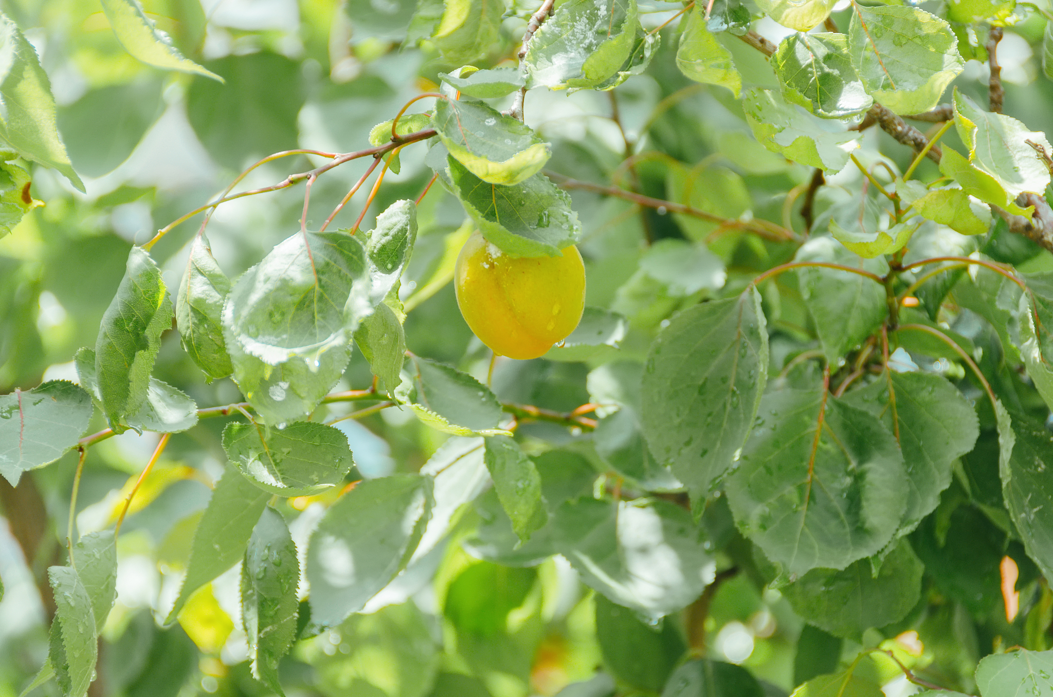 小青杏 生物学特征解析 - 种植、形态、生态作用