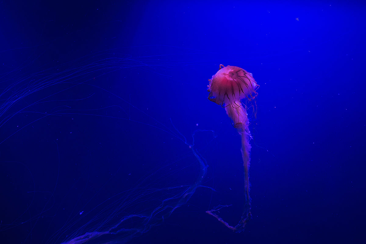 深海求生：全新海洋探险版本上线！