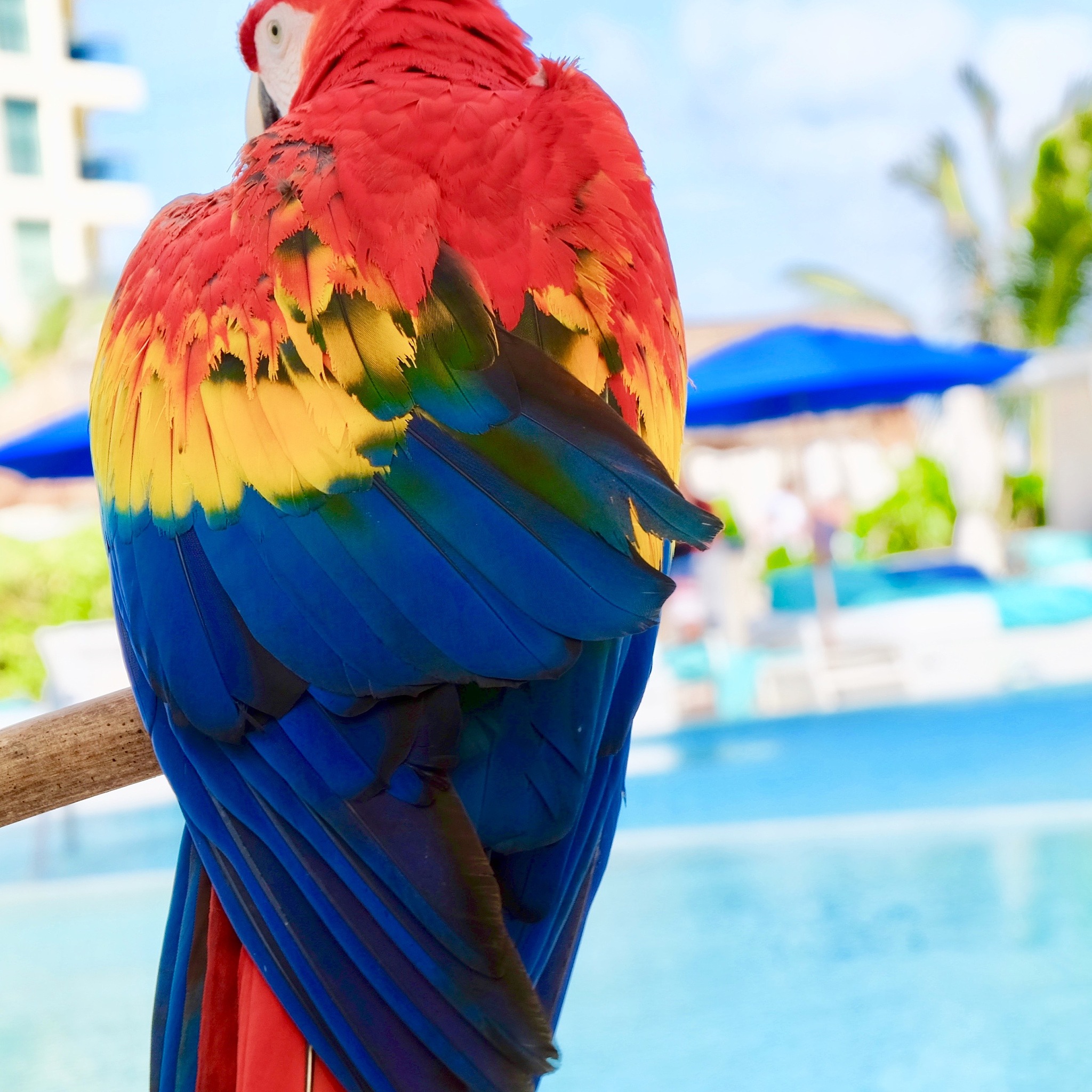 头戴凤冠：美丽的斑翅鹦鹉，你了解多少？