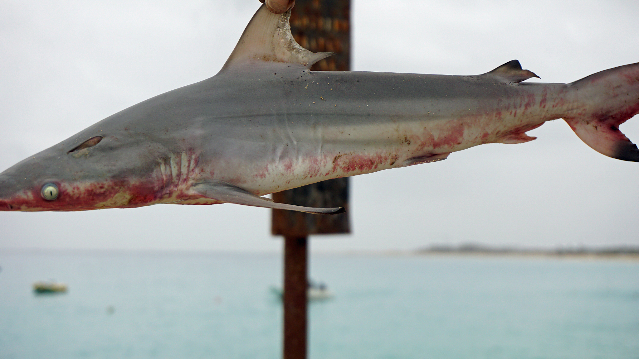 列出以下鱼类的学名、分类地位及特征①大白鲨②中国团扇鳐③矛尾鱼④非洲肺鱼⑤鲥鱼⑥刀鲚⑦青鱼⑧鳑鲏鱼⑨泥鳅⑩黄颡鱼