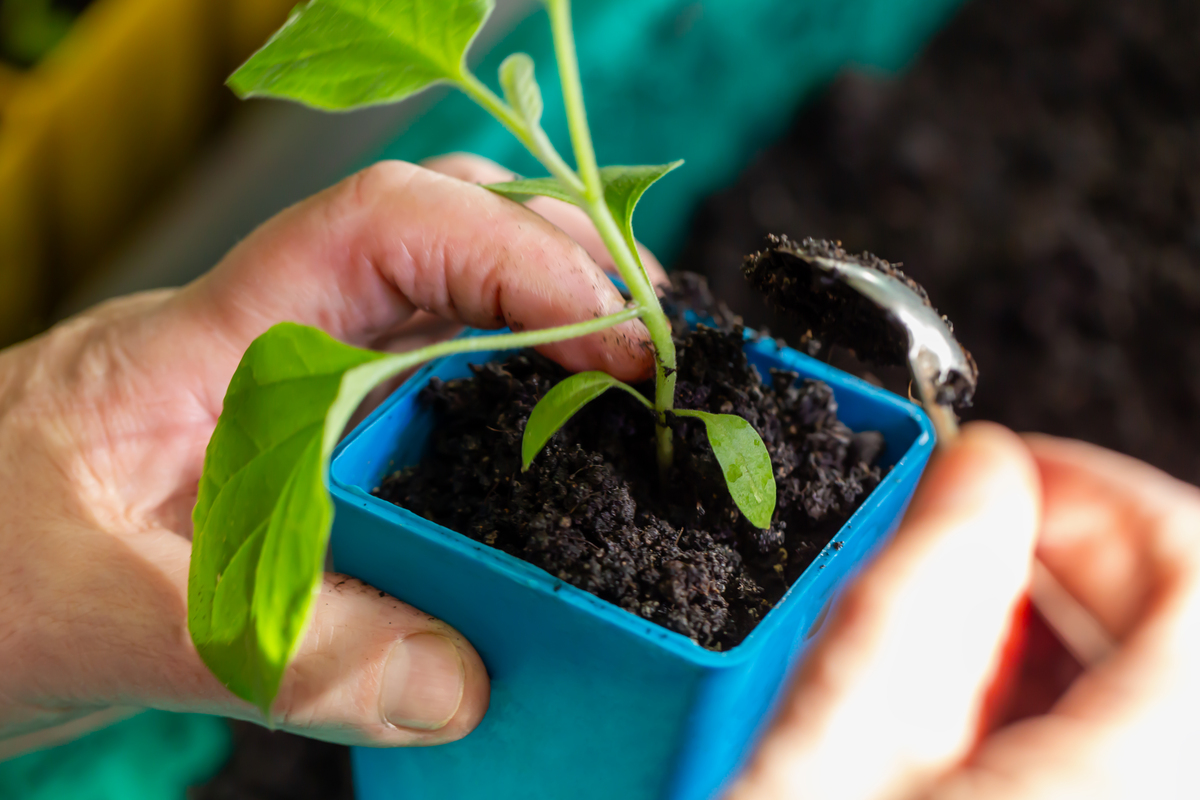 秋葵催芽泡种需要几个小时？怎么种植1500字