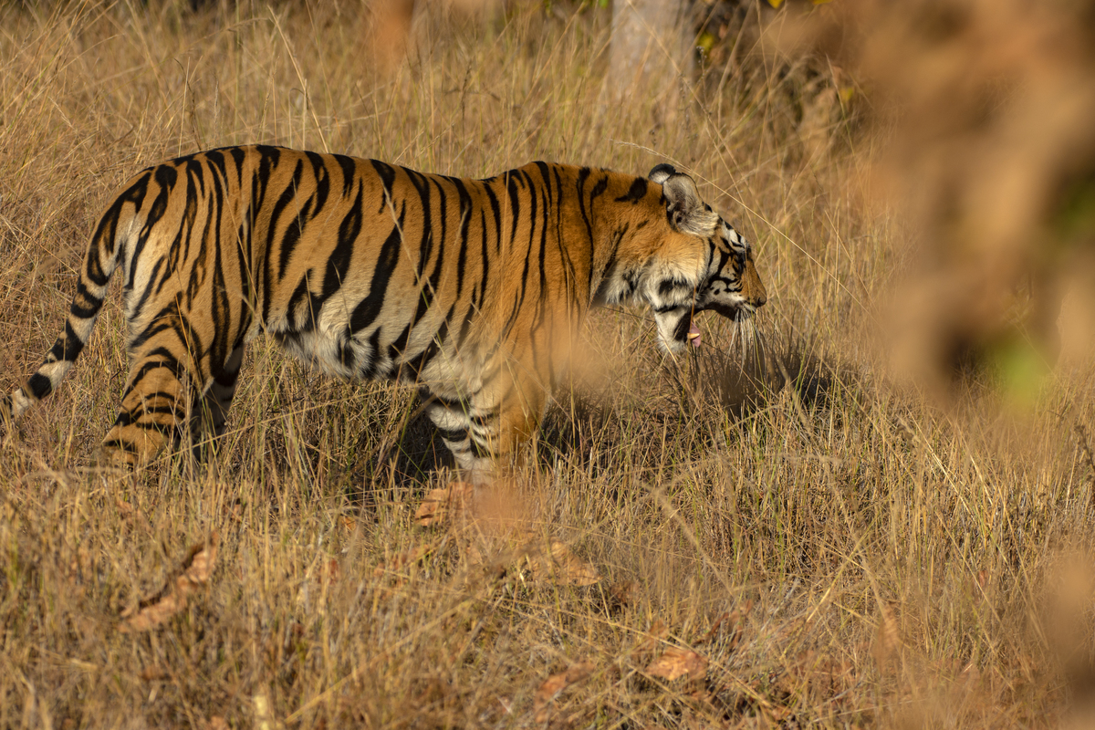 老虎的一生：从幼崽到成年，从捕猎到繁衍