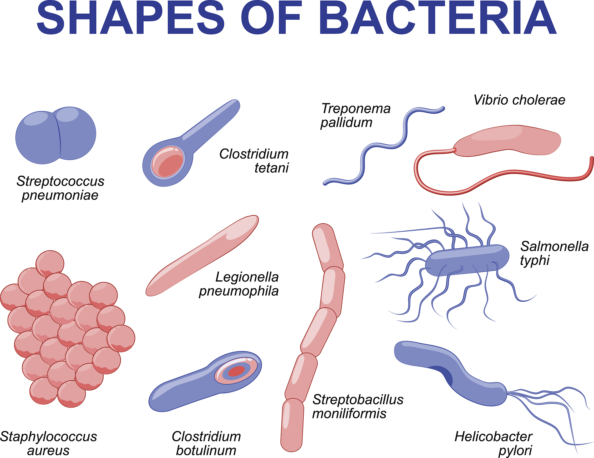 如果你是一位自媒体现有一项任务需要完成请参照给定的标题优化创意爆款标题3：一旦查出幽门螺旋杆菌只要禁忌症建议杀灭尤其是6类人群。字数要求明显于30字