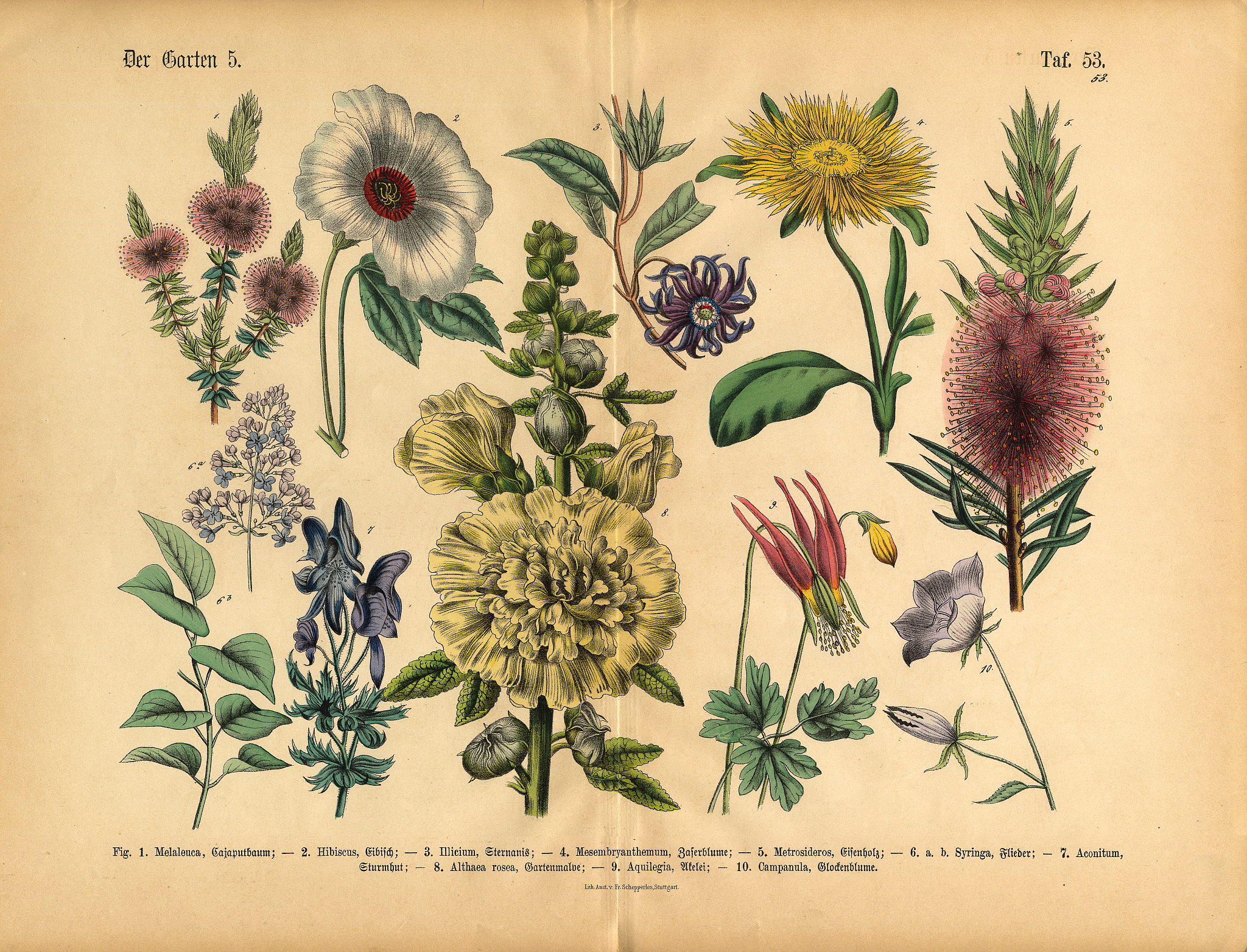 ANNALS OF BOTANY 研究范围介绍 - 植物学期刊覆盖领域