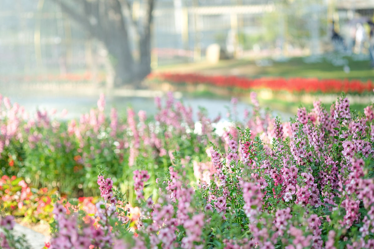 写一段拍摄阳光玫瑰的视频文案
