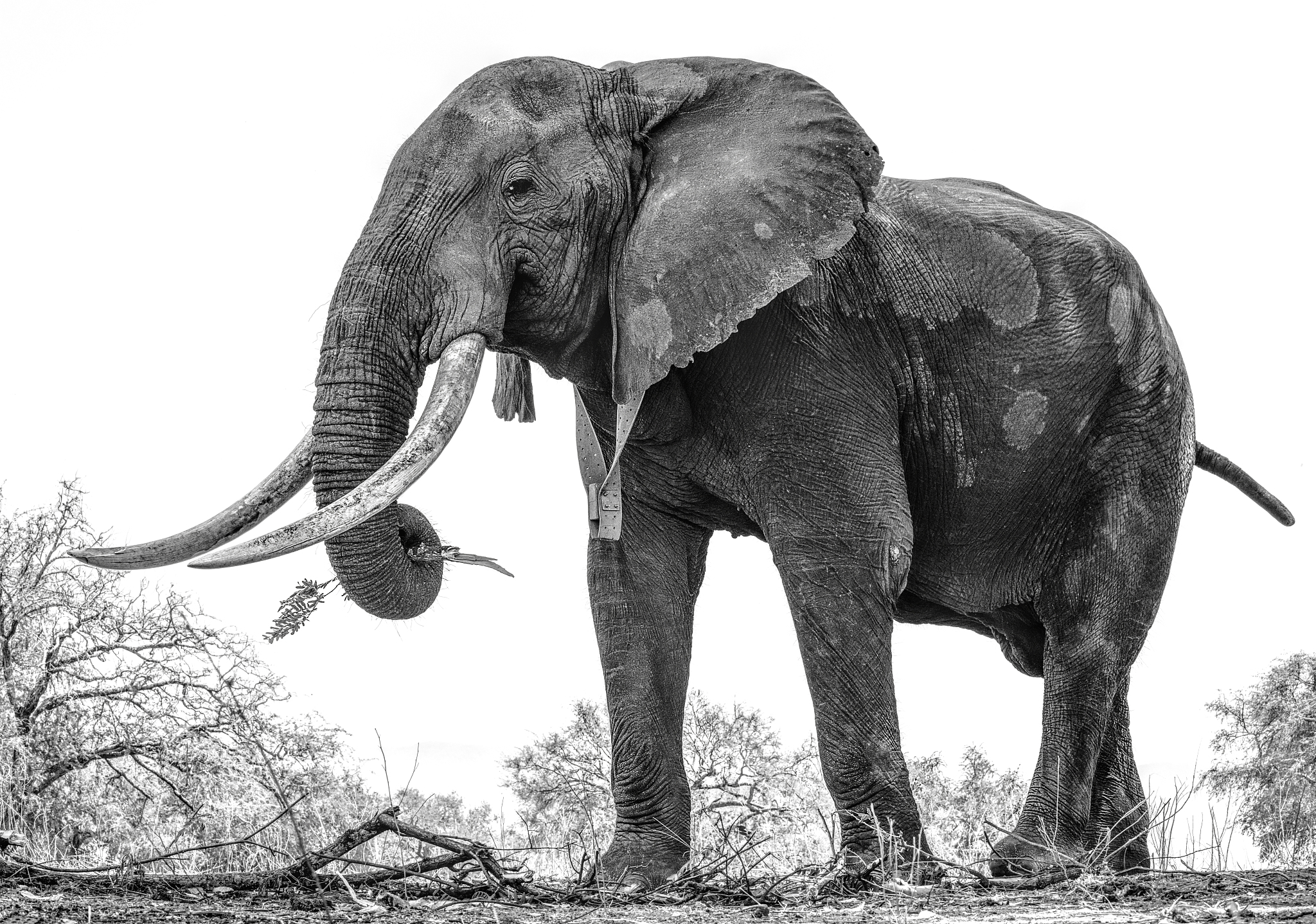 profile of boswell, the african elephant tusker at mana pools, z