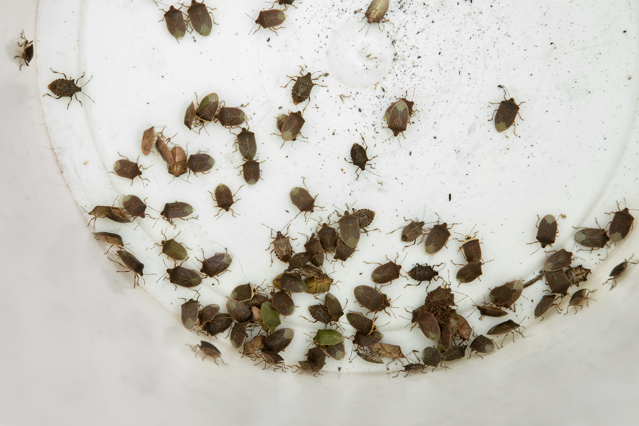 swarm of brown marmorated stink bugs