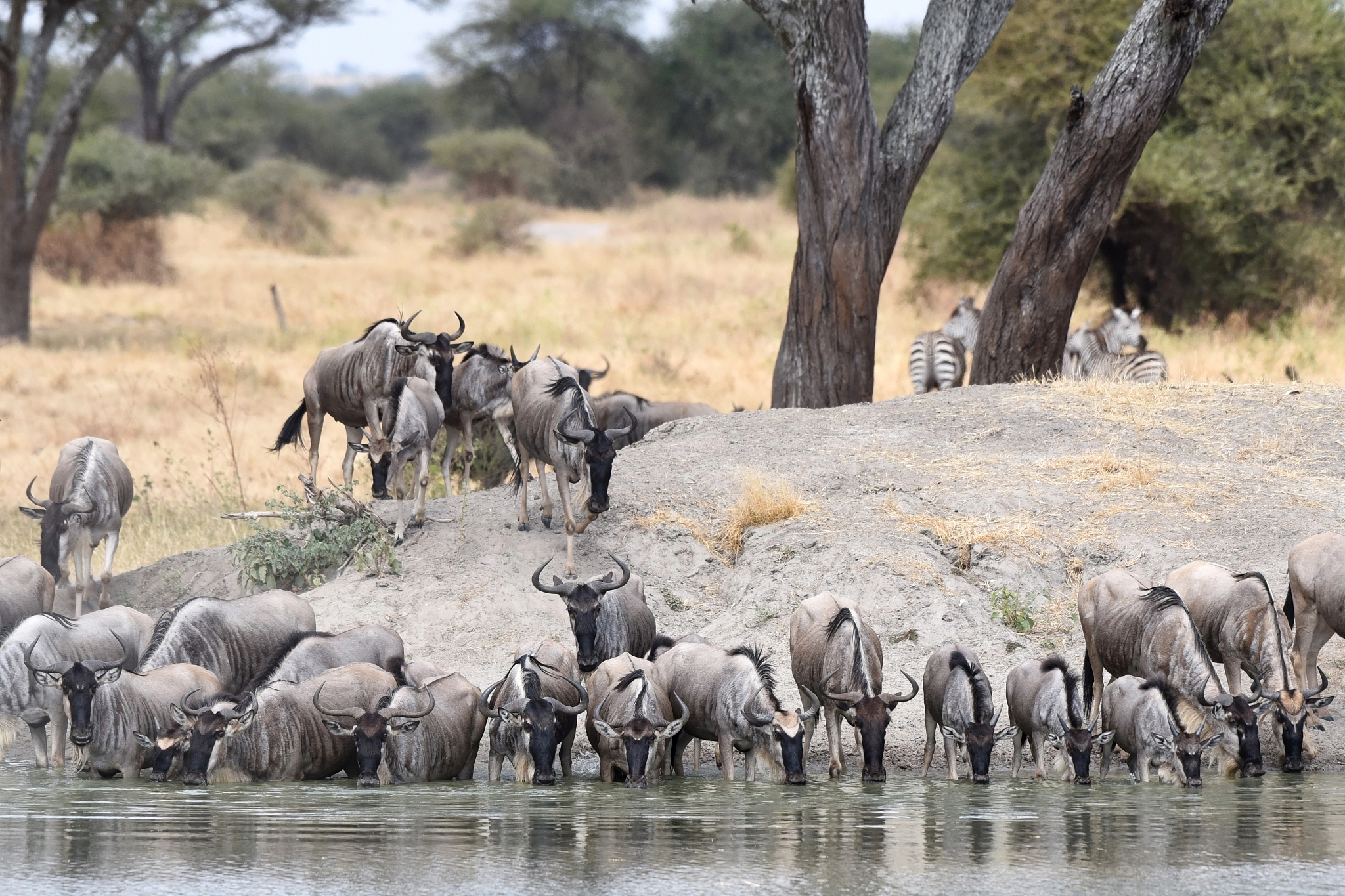 herd of wildebeest in tarangire national park, tanzania