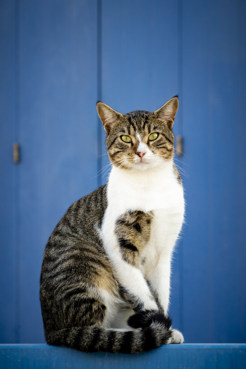小猫取名字大全：根据性格、颜色、花纹等特点起名