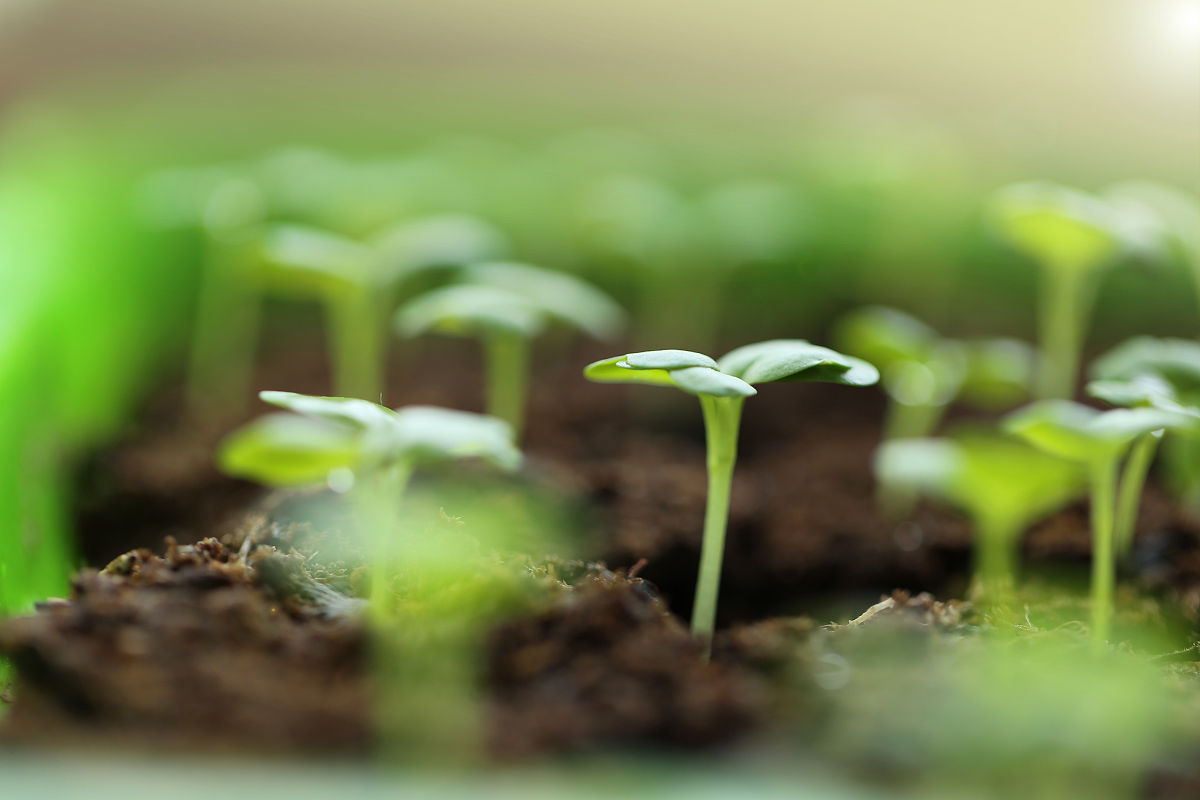 云南曲靖农业学校2023年三年制招生初中生吗