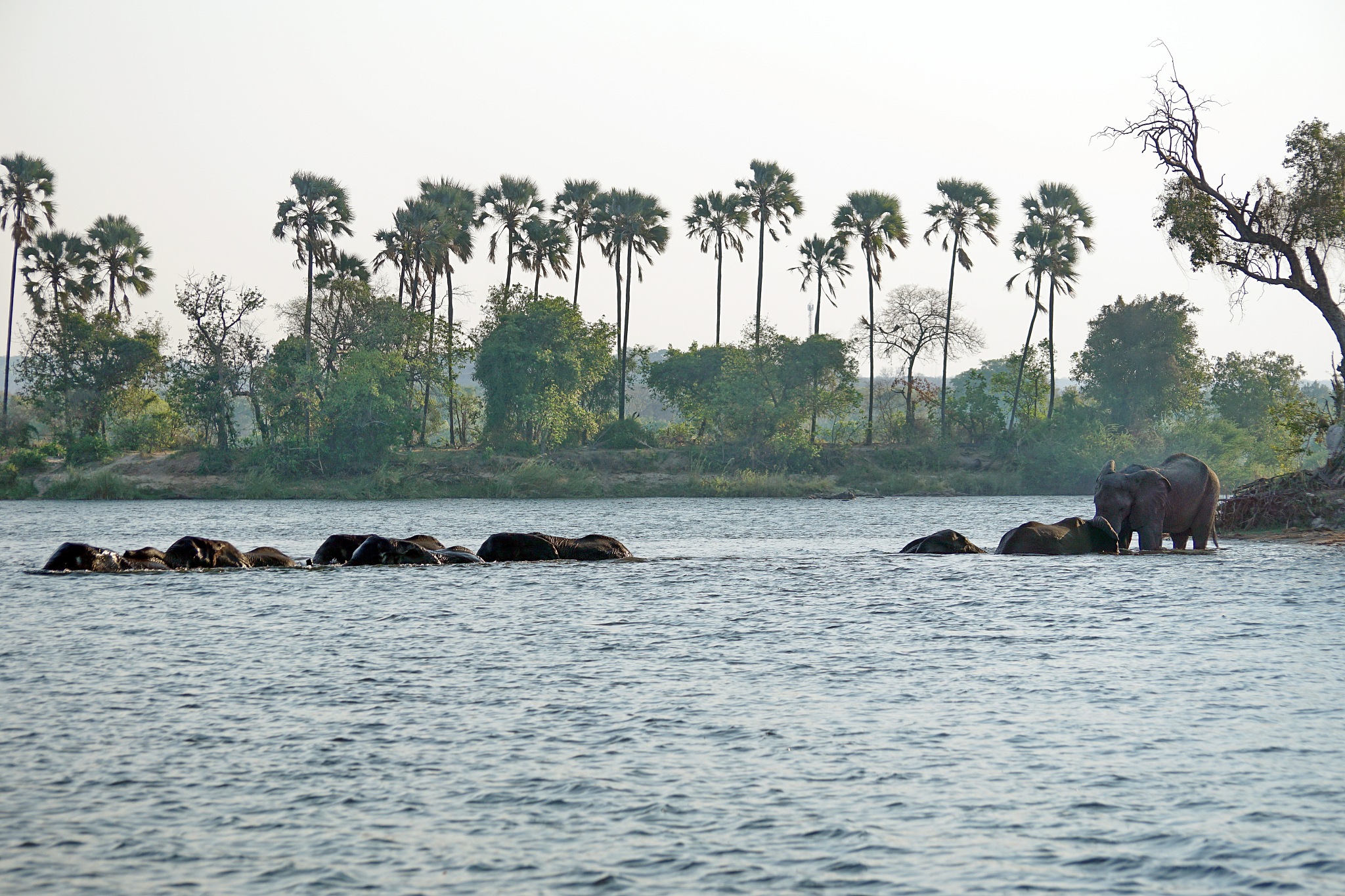 herd of elephants crossing the river