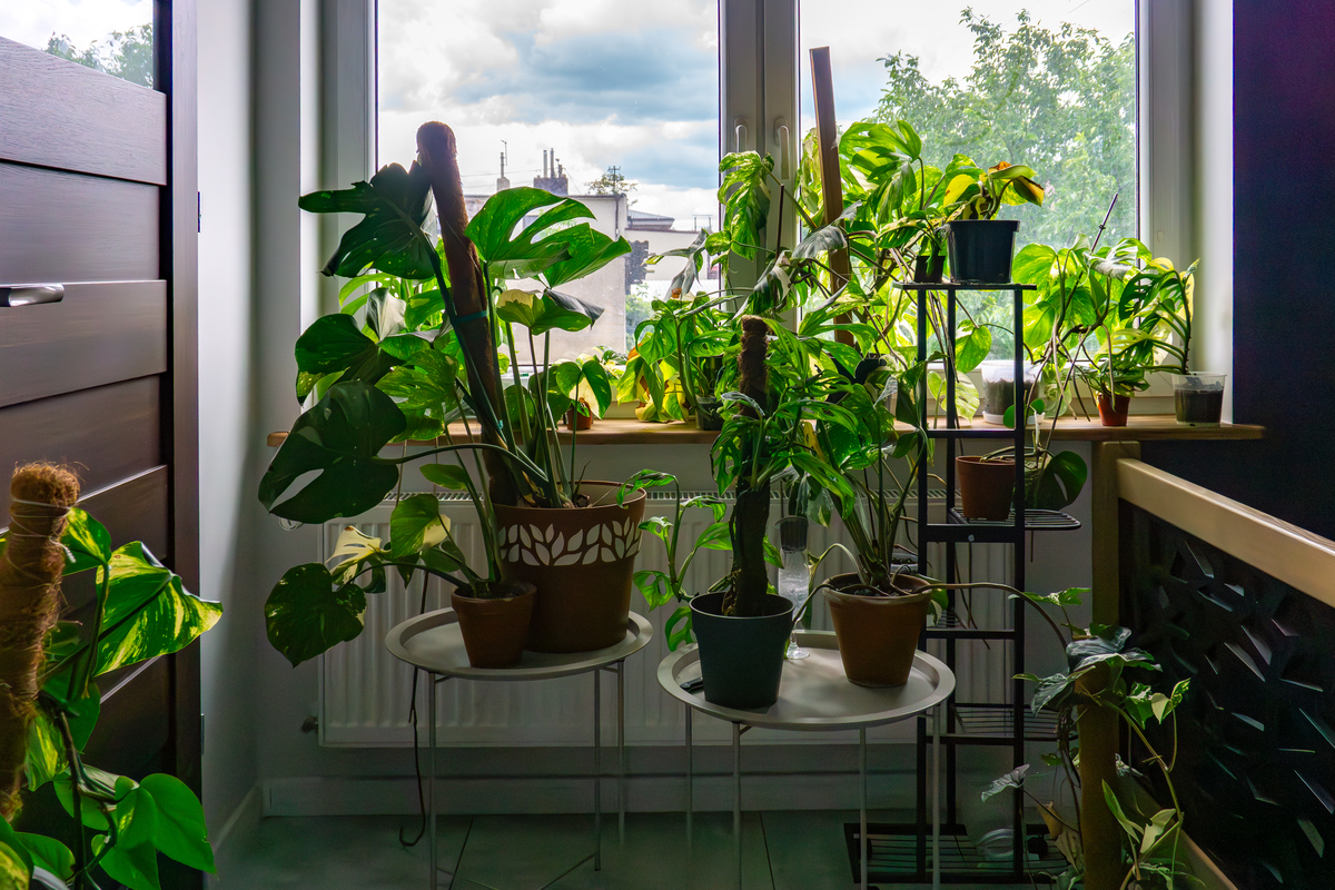 贝可施抖音店铺对比分析：面向白领办公室绿植和家庭阳台种养