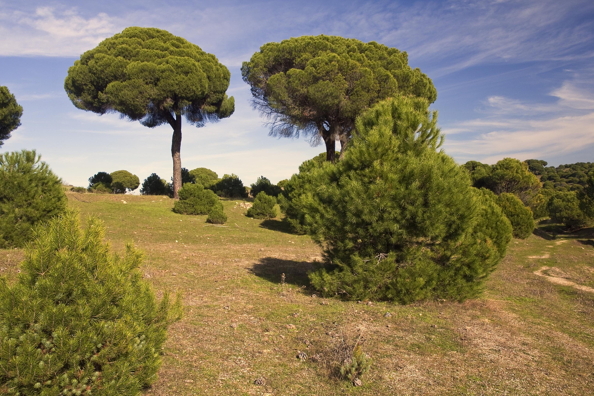 请帮我下面这句话按照英文高水平论文的方式翻译成英文：土质边坡失稳的事故树的基本事件