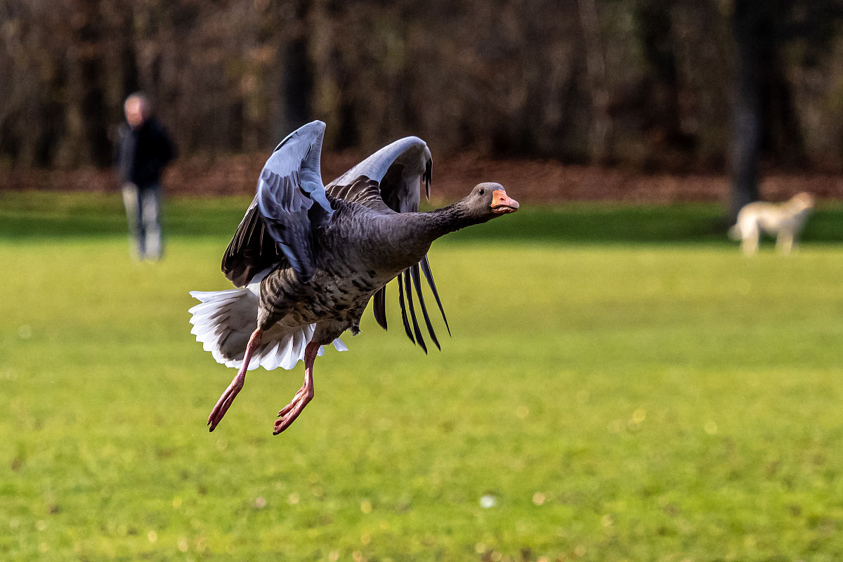 为什么渡渡鸟容易被捕获？