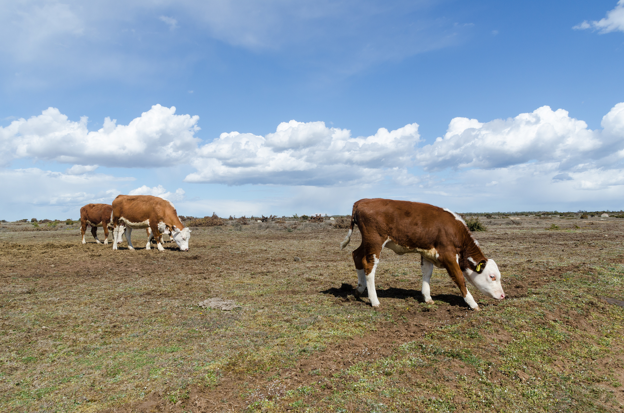 herd with grazing cattle at a great plain grassland